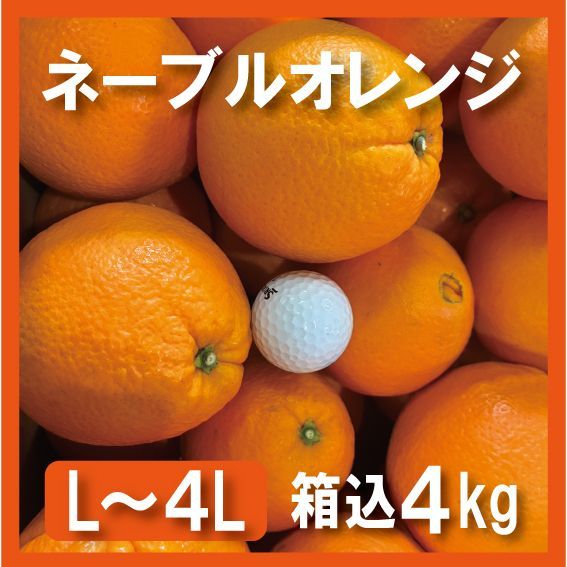本場和歌山 ネーブル オレンジ 箱込み4kg L~4Lサイズ 15個前後 - メルカリ
