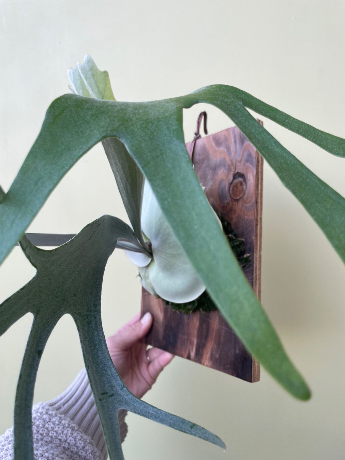 ビカクシダ コスモ P.Cosmo - メルカリ