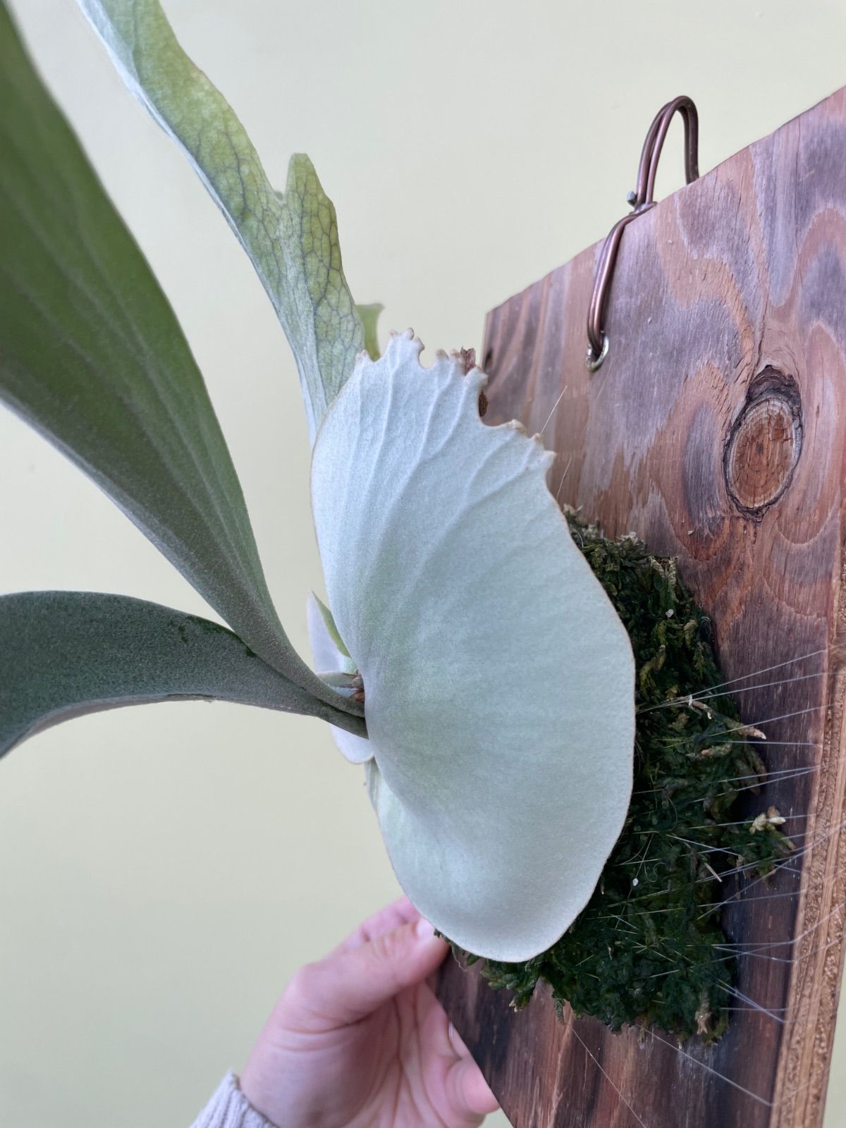 ビカクシダ コスモ P.Cosmo - メルカリ