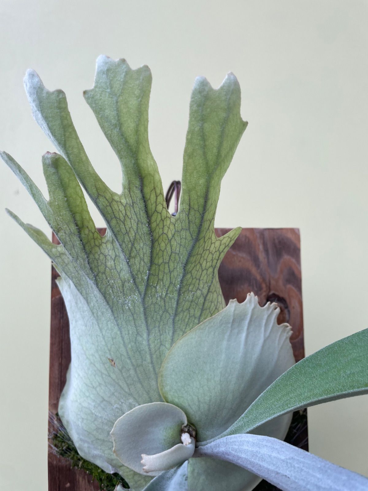 ビカクシダ コスモ P.Cosmo - メルカリ