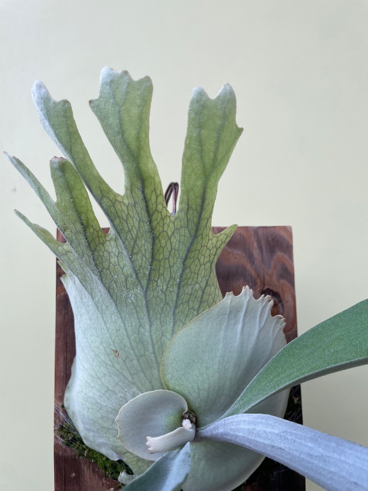 ビカクシダ コスモ P.Cosmo - メルカリ