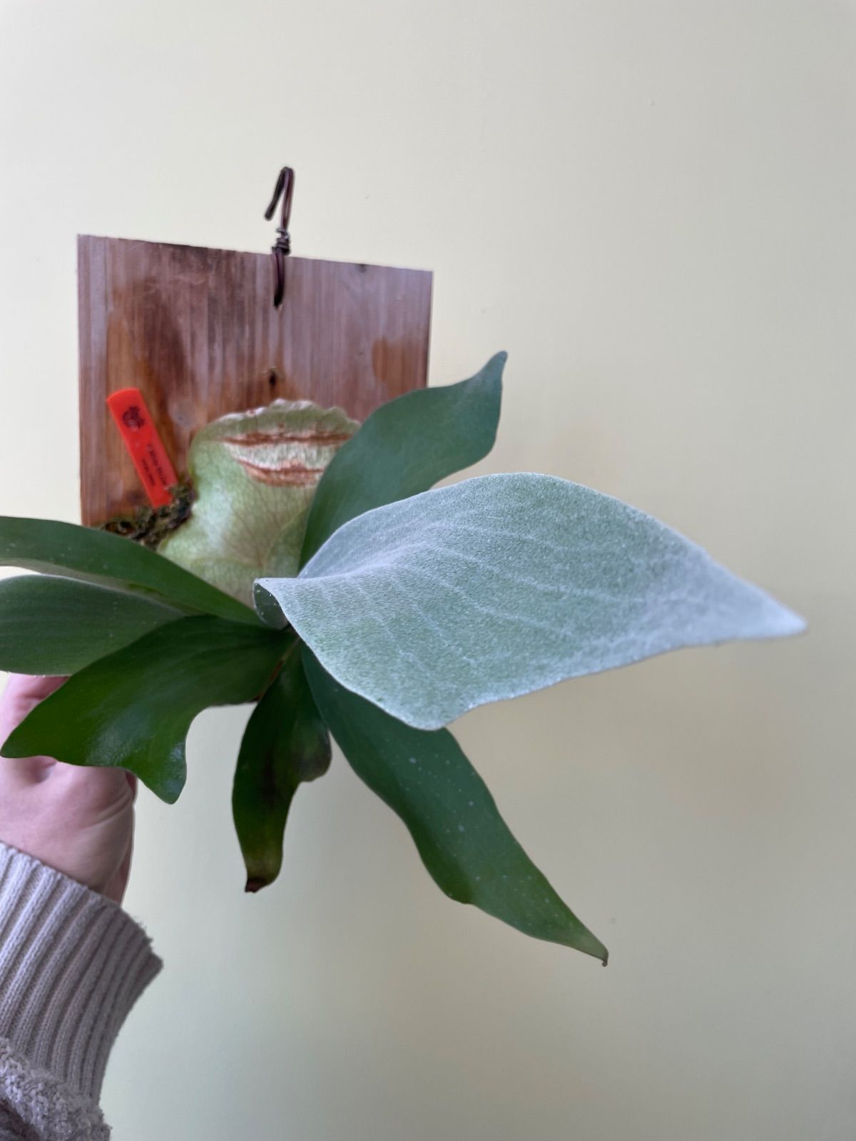 ビカクシダ ホワイトミスターオート P.White Mr.Oat - メルカリ