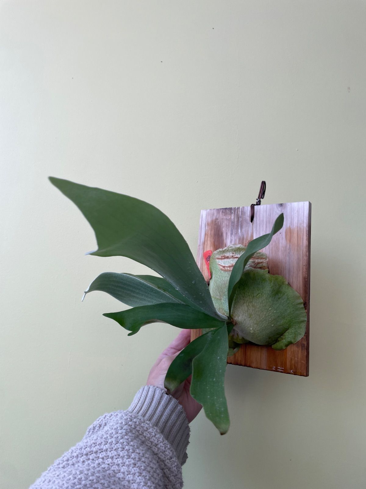 ビカクシダ ホワイトミスターオート P.White Mr.Oat - メルカリ