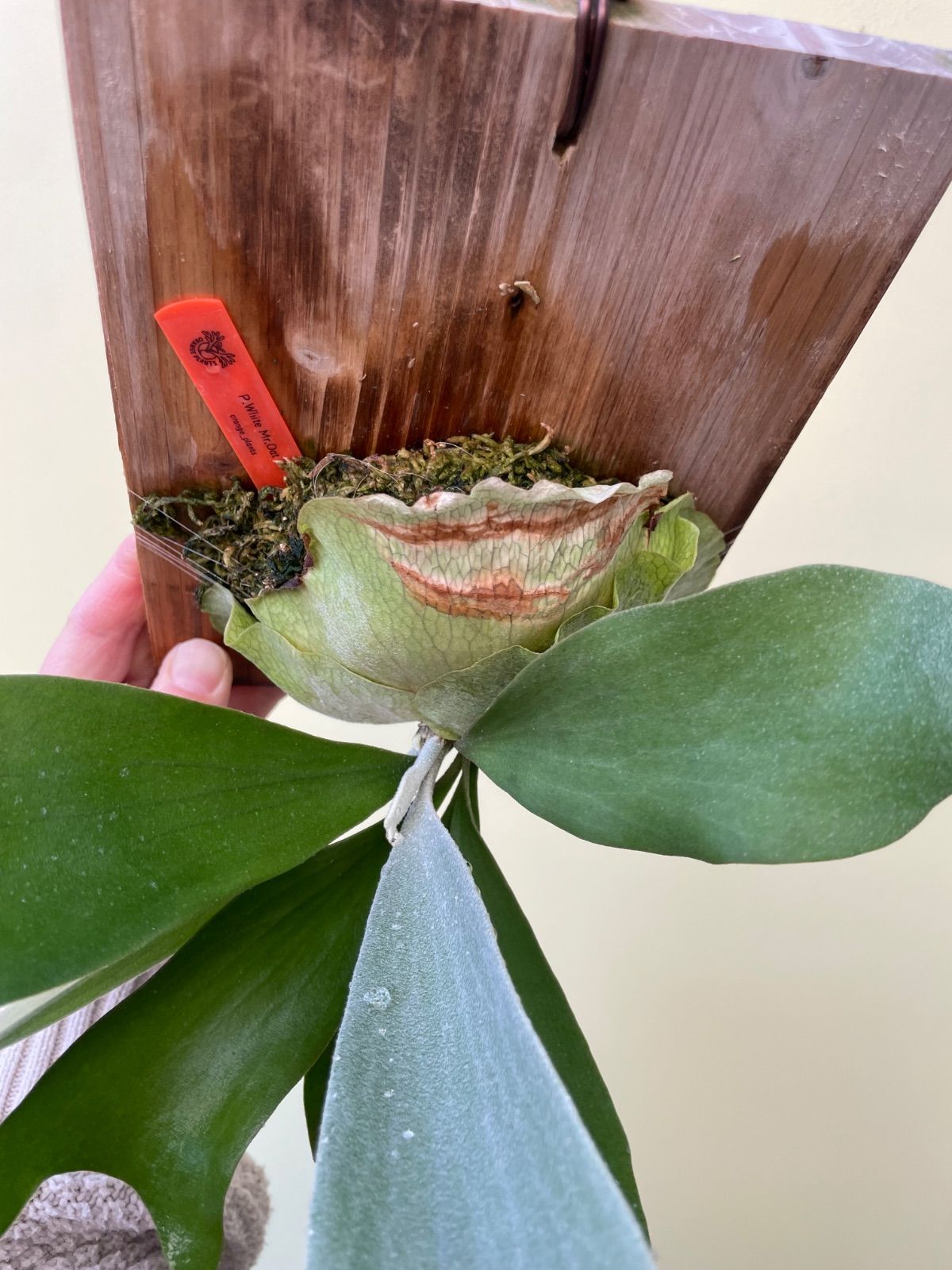 ビカクシダ ホワイトミスターオート P.White Mr.Oat - メルカリ