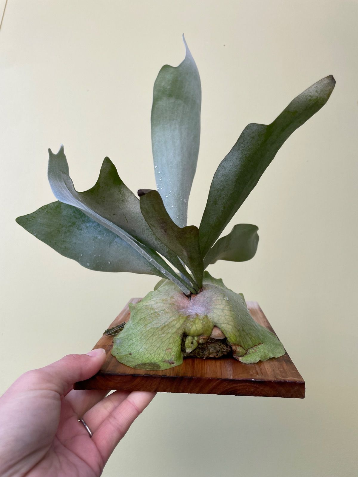 ビカクシダ ホワイトミスターオート P.White Mr.Oat - メルカリ