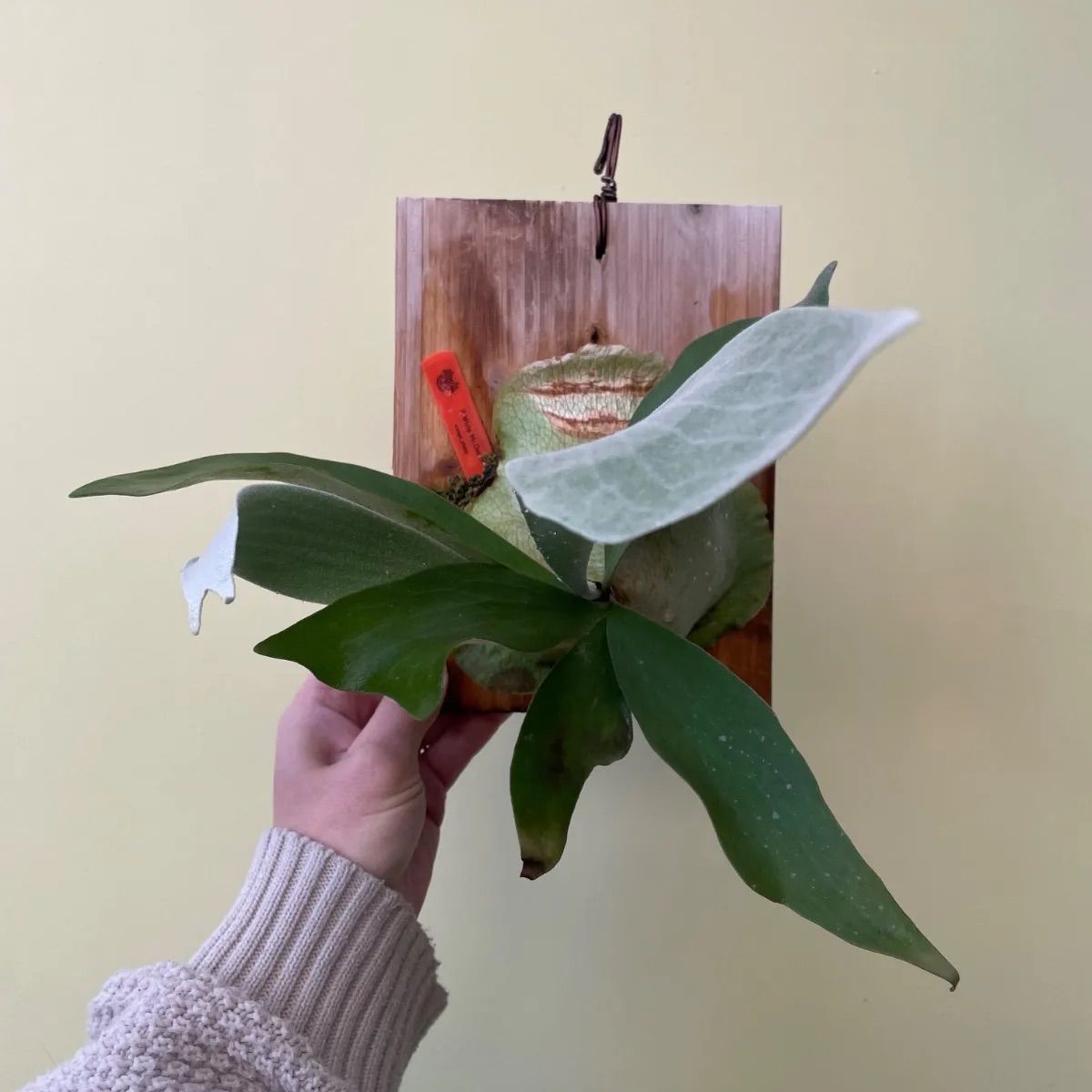 ビカクシダ ホワイトミスターオート P.White Mr.Oat - メルカリ