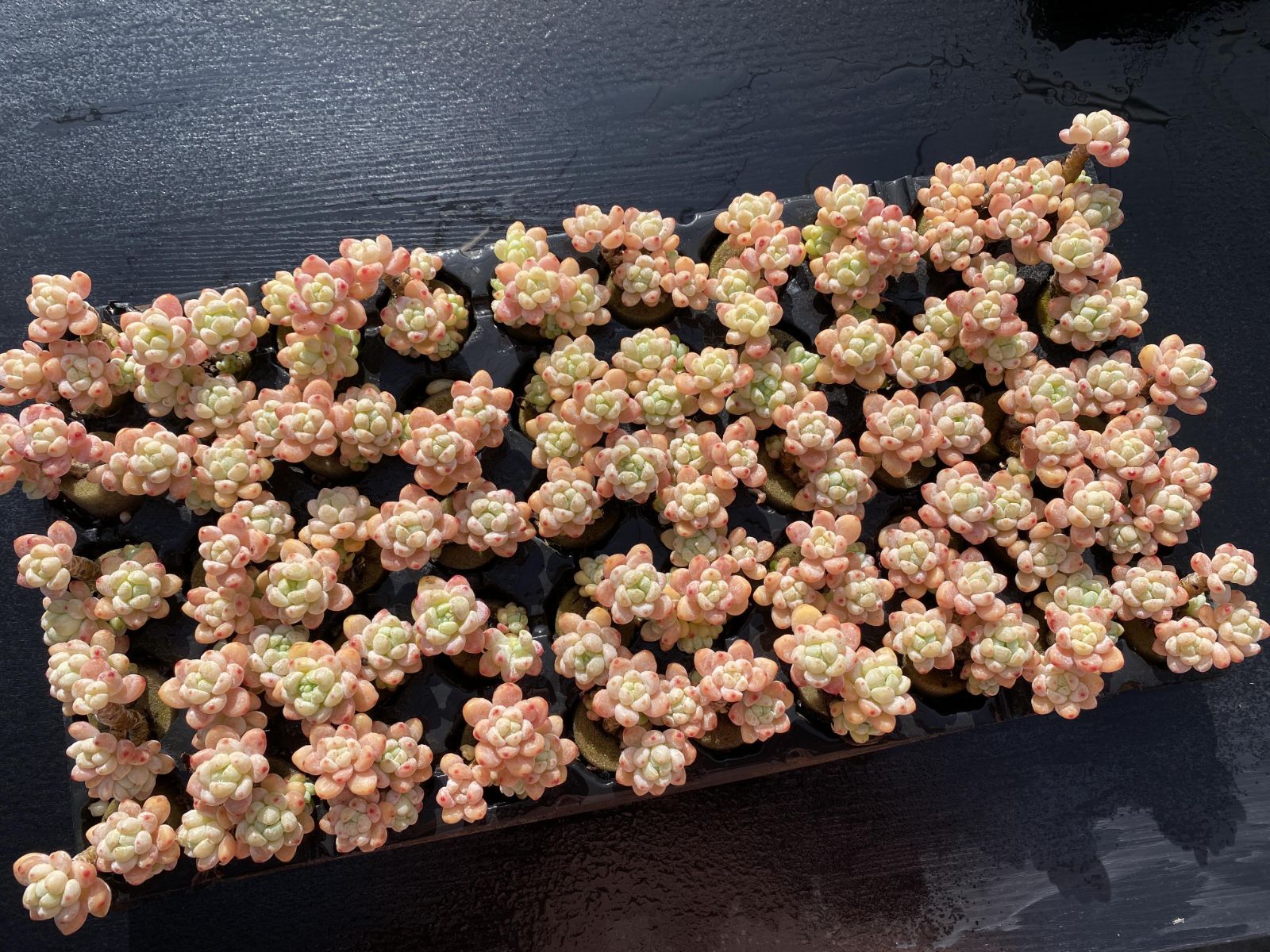 Z2983×50苗 ラウル 土付き 多肉植物 アエオニウム エケベリア サボテン