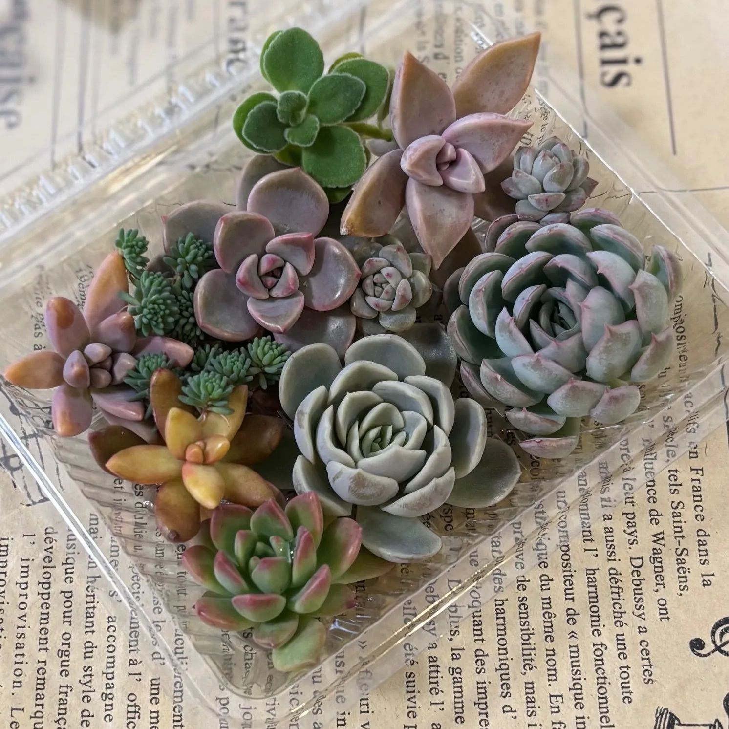 多肉植物 カット苗 寄せ植え 詰め合わせ - メルカリ