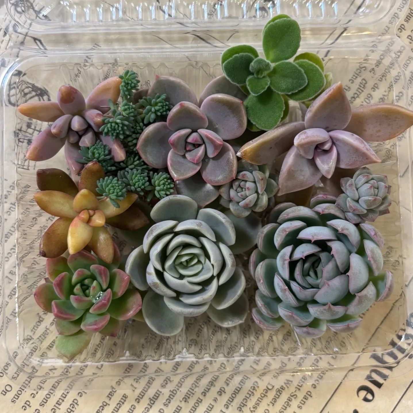 多肉植物 カット苗 寄せ植え 詰め合わせ - メルカリ