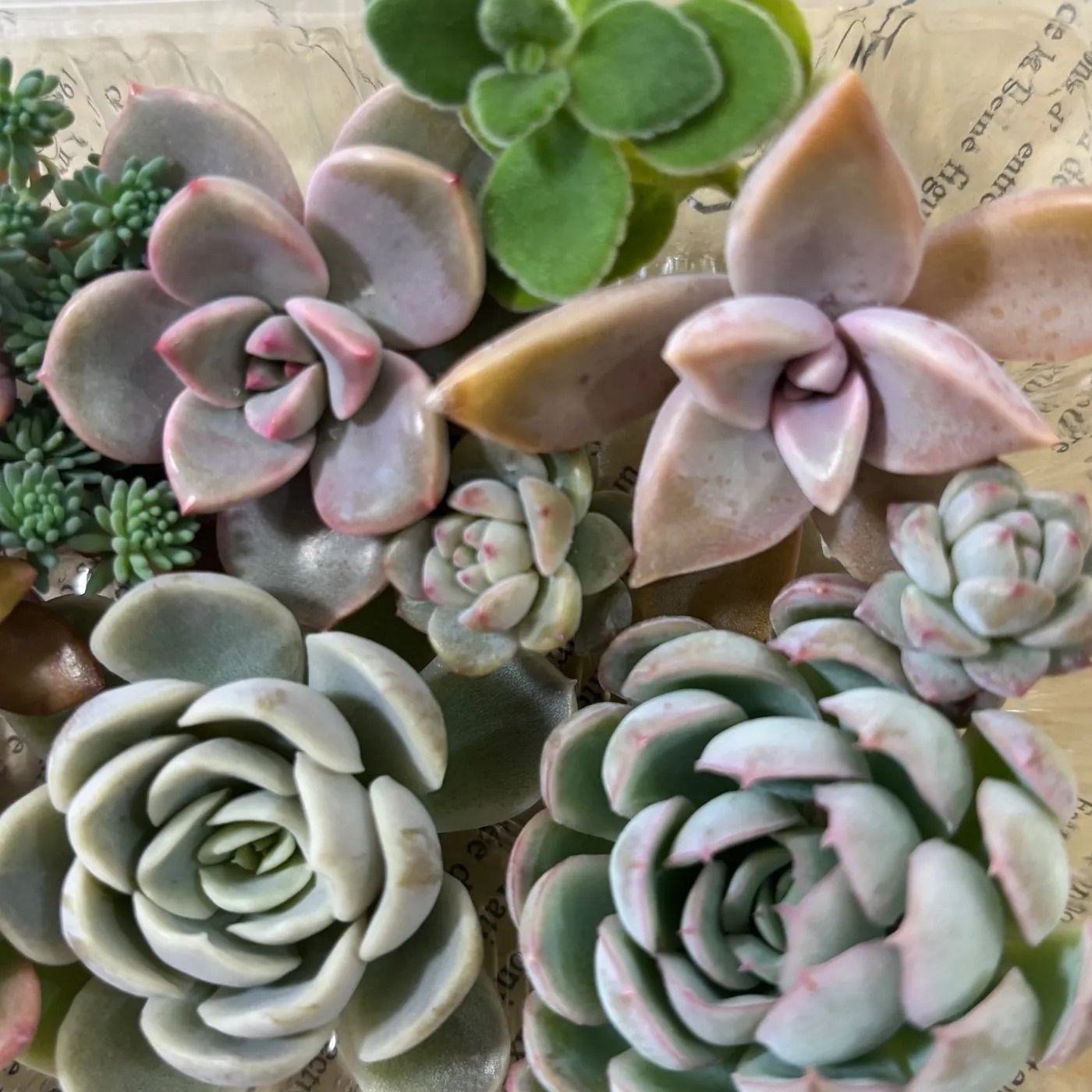 多肉植物 カット苗 寄せ植え 詰め合わせ - メルカリ