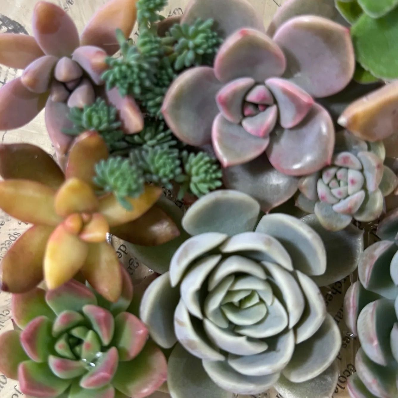 多肉植物 カット苗 寄せ植え 詰め合わせ - メルカリ