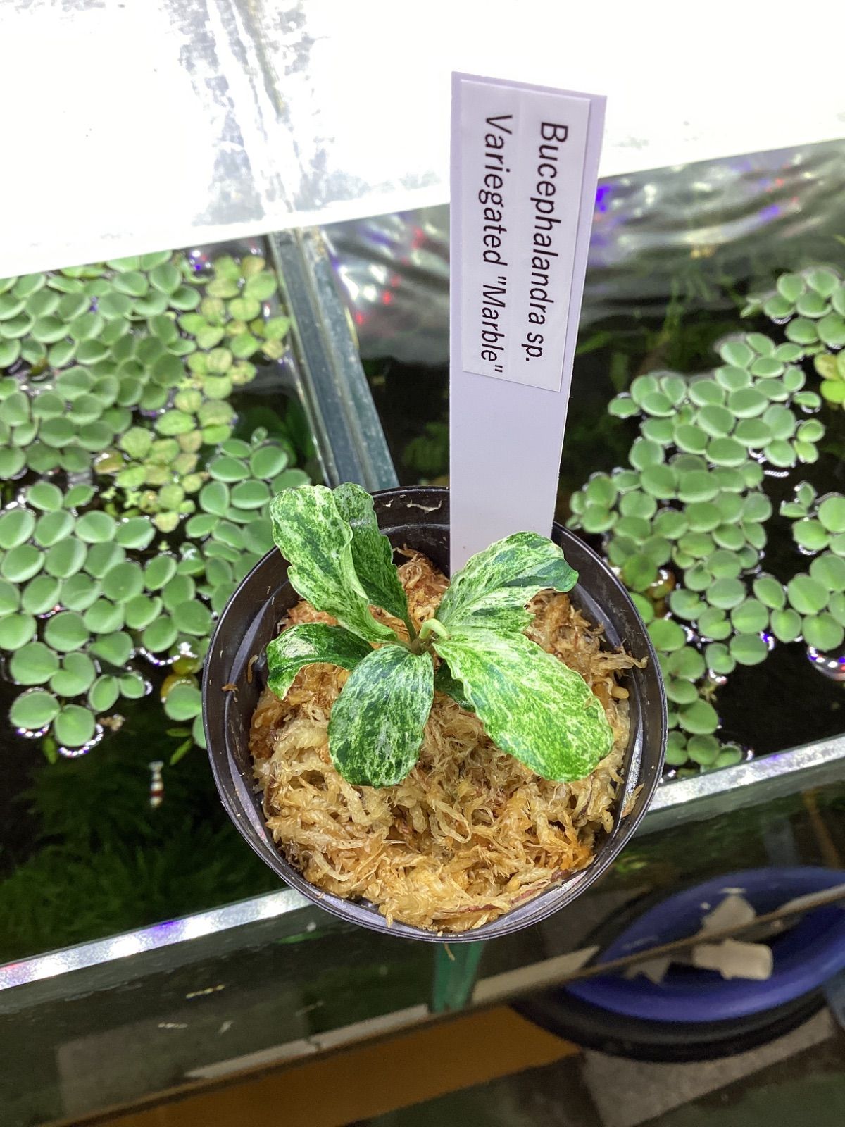 Bucephalandra sp. Variegated “Marble” - メルカリ
