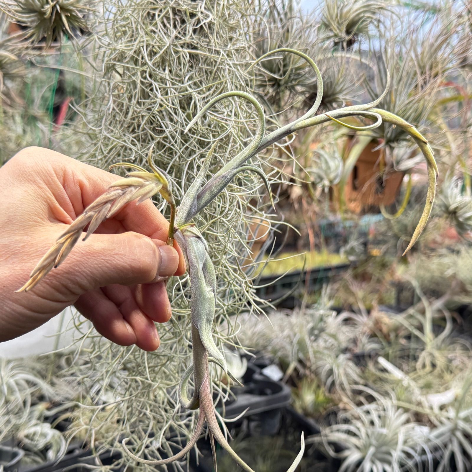現品＊ 小振りで肉厚ふっくらくねり＊ ヴィヴィパラ種＊ くりんくりん