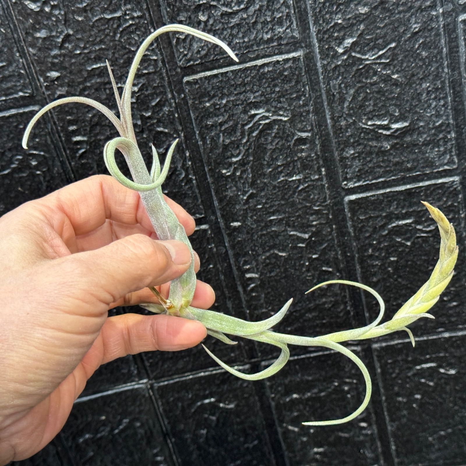 現品＊ 小振りで肉厚ふっくらくねり＊ ヴィヴィパラ種＊ くりんくりん