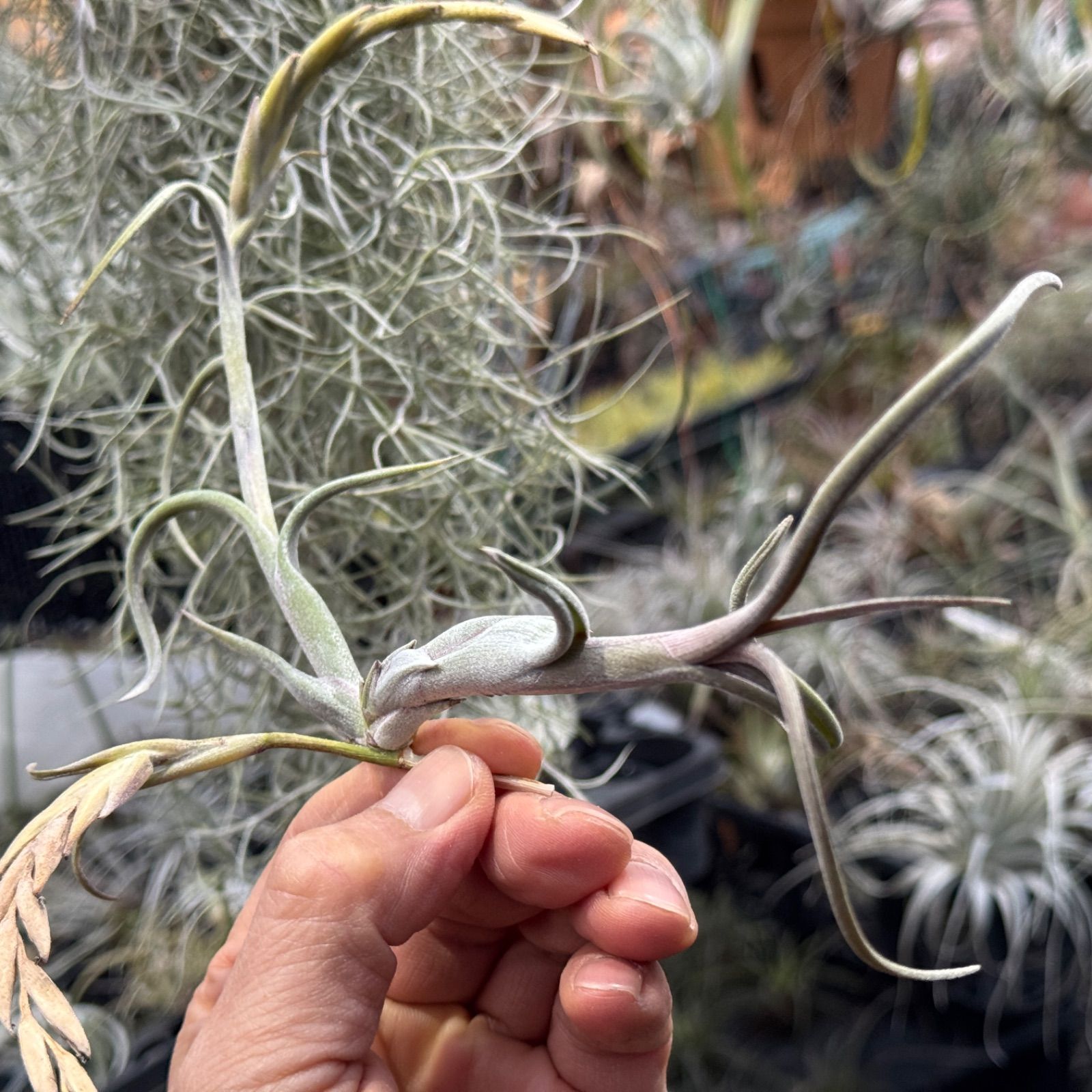 現品＊ 小振りで肉厚ふっくらくねり＊ ヴィヴィパラ種＊ くりんくりん