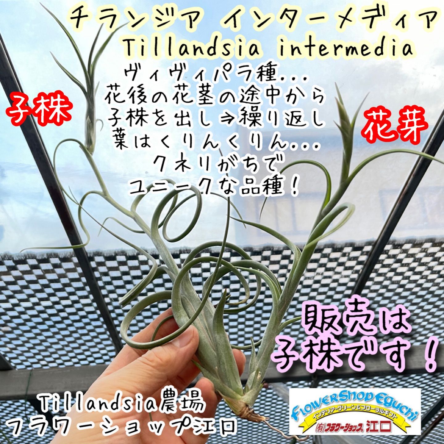 現品＊ 小振りで肉厚ふっくらくねり＊ ヴィヴィパラ種＊ くりんくりん