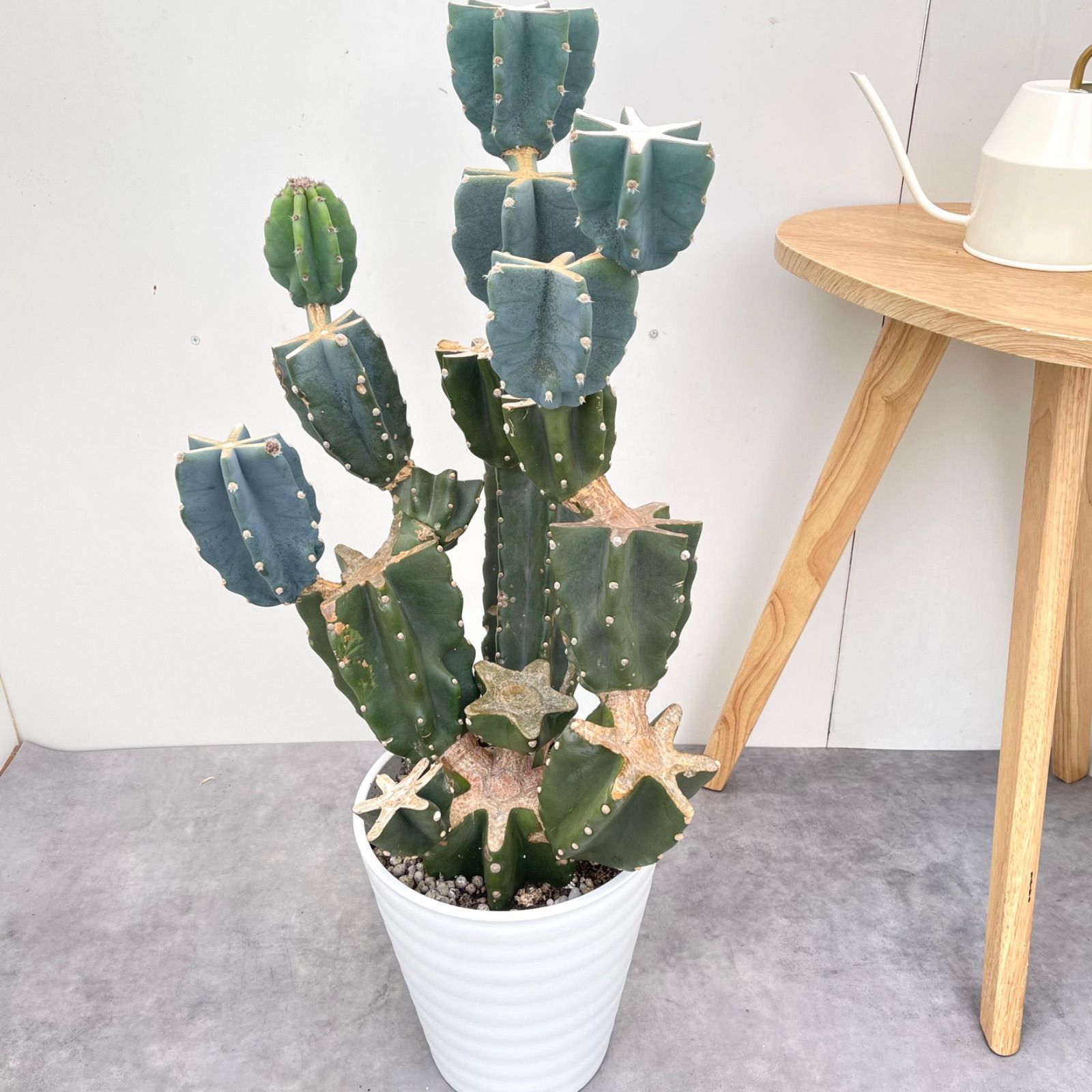 柱サボテン ブランチ 7【現品】観葉植物 室内 ドライガーデン 大型