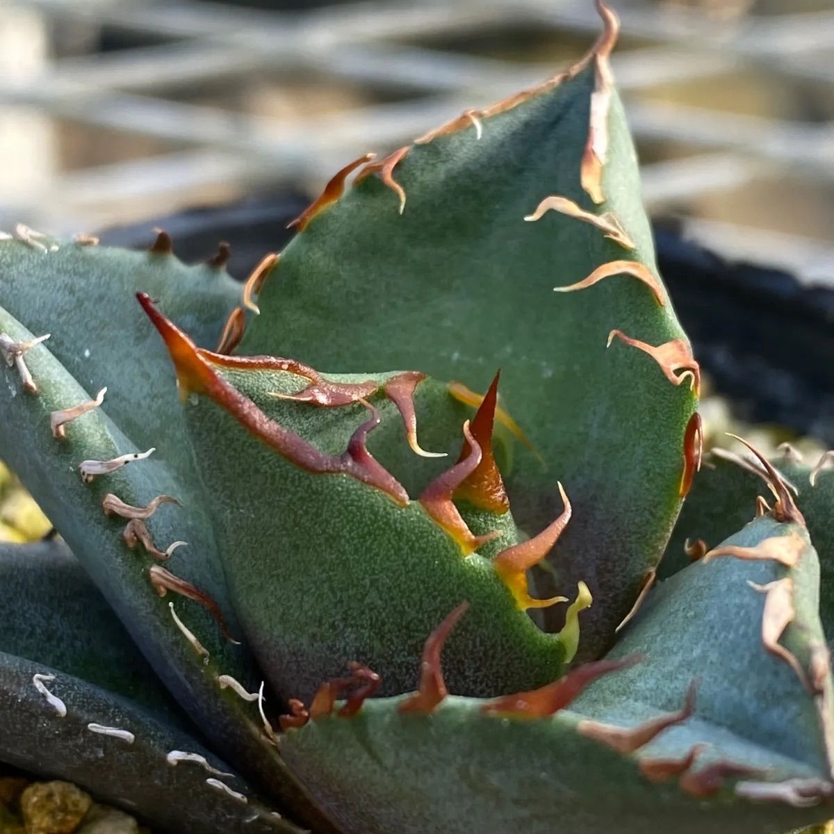 春蔵商店 オテロイ実生【today's oteroi③】1/30 - メルカリ