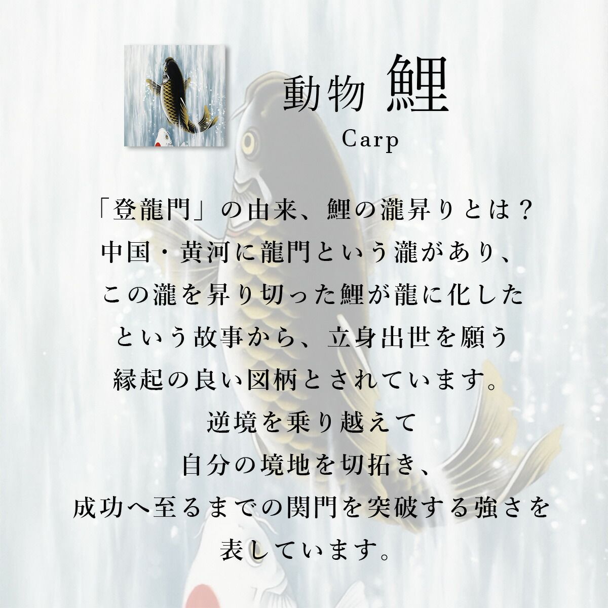 手描き 掛け軸 「松鯉登流図」神田有記 尺五立 幅54.5×丈190cm 太巻桐