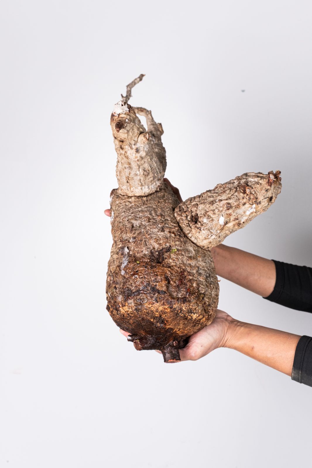 XP160 オペルクリカリア パキプス コーデックス ベアルート株 - メルカリ