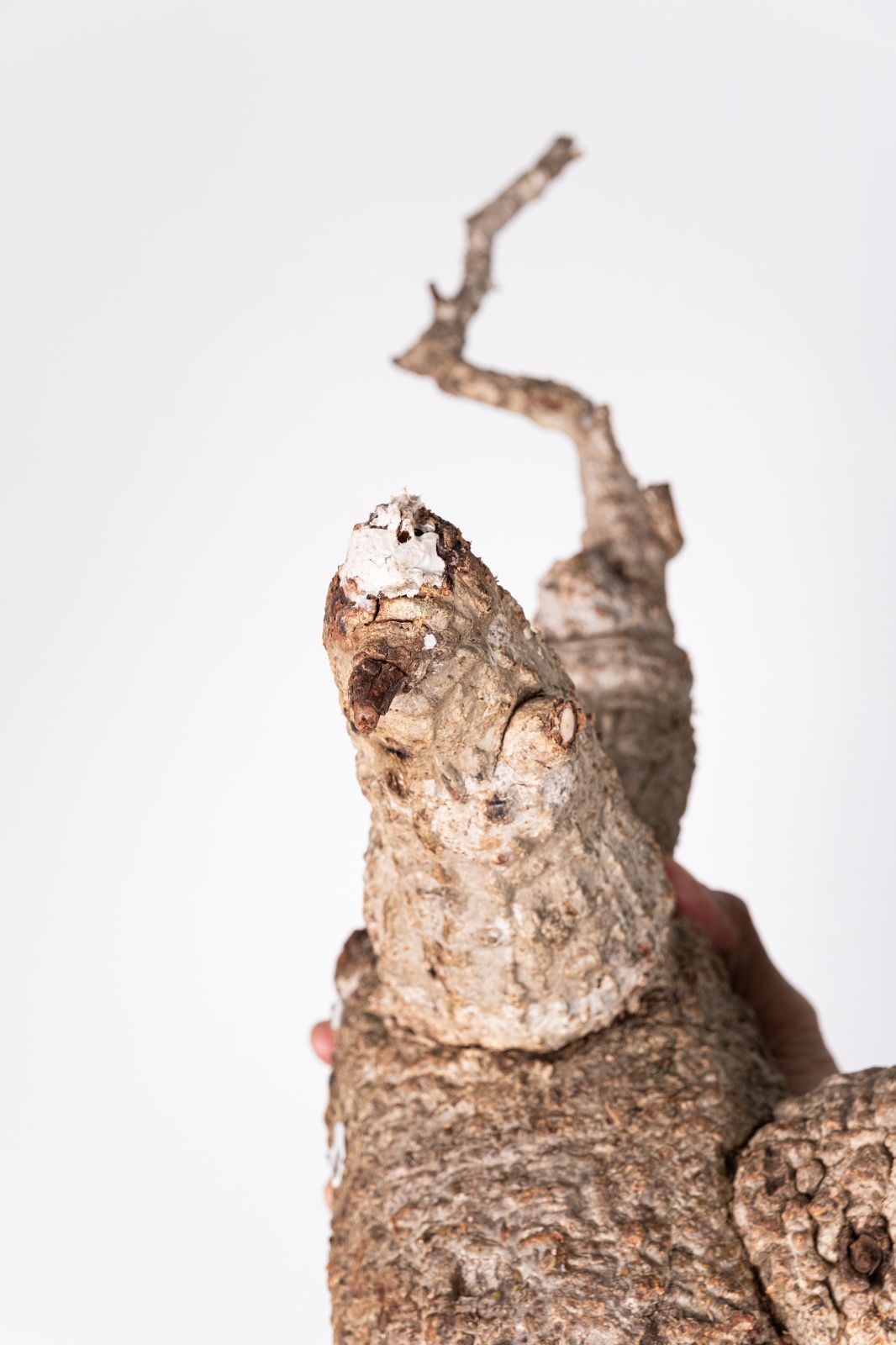 XP160 オペルクリカリア パキプス コーデックス ベアルート株 - メルカリ