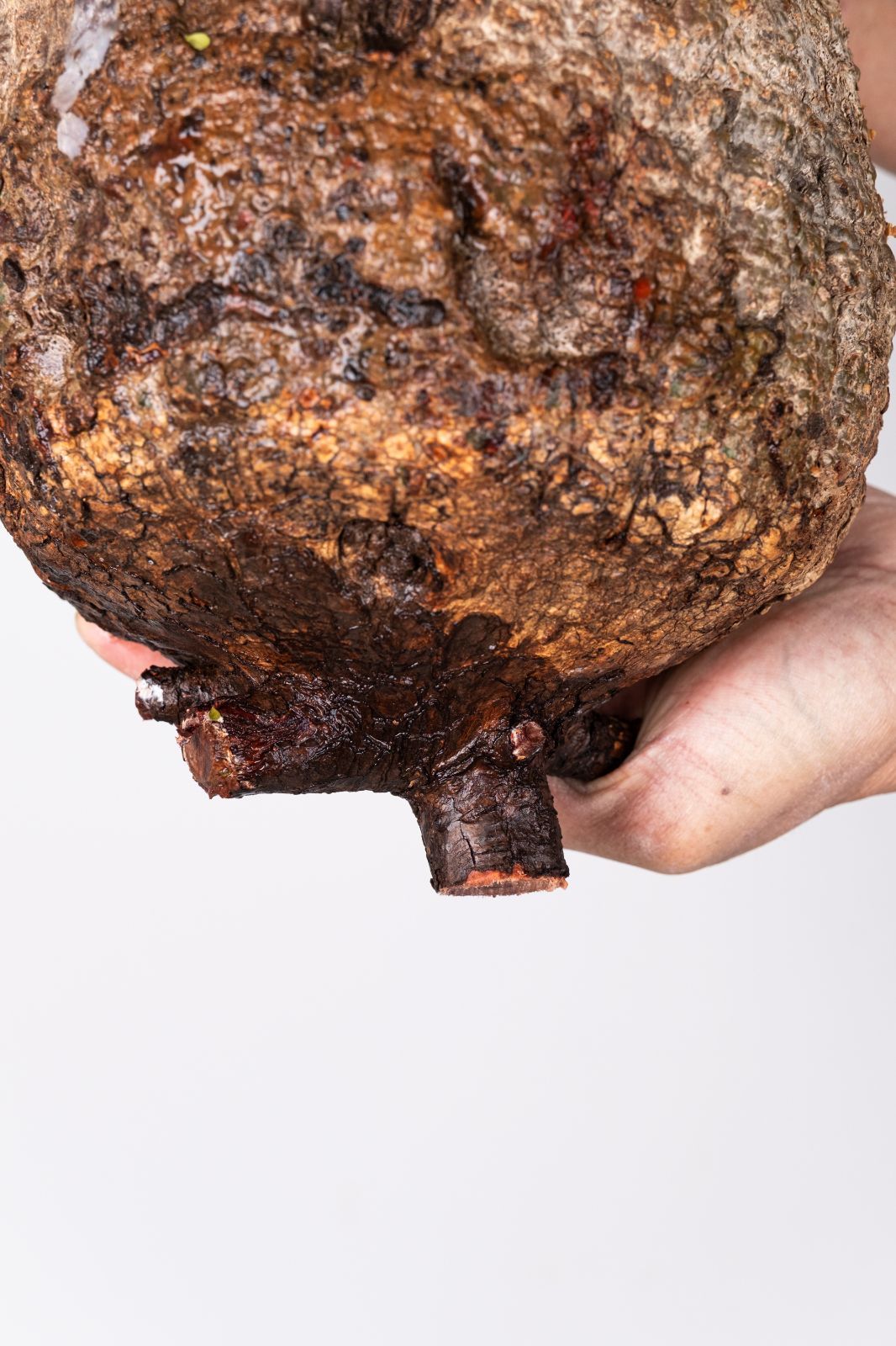 XP160 オペルクリカリア パキプス コーデックス ベアルート株 - メルカリ