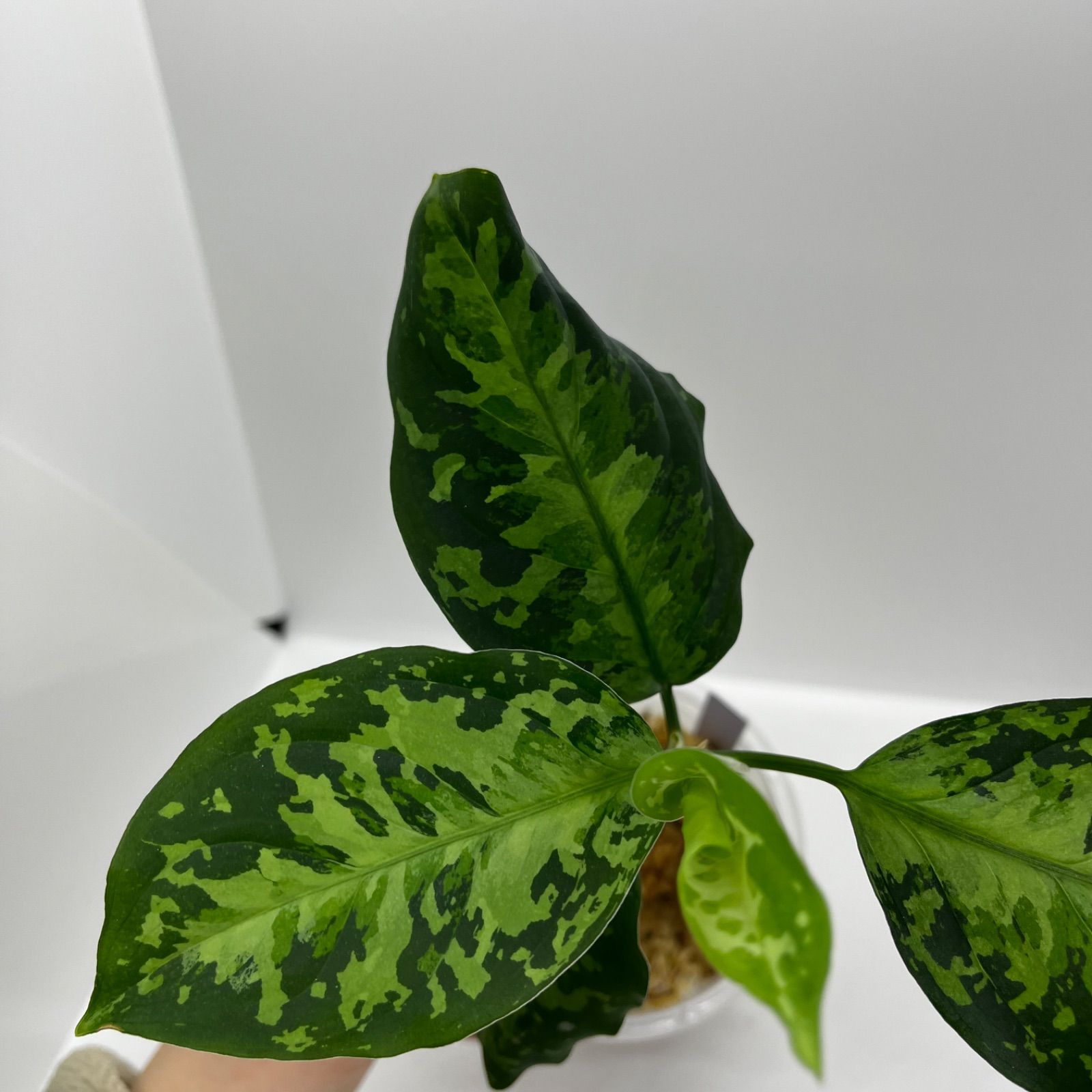 アグラオネマ ピクタム Aglaonema pictum 