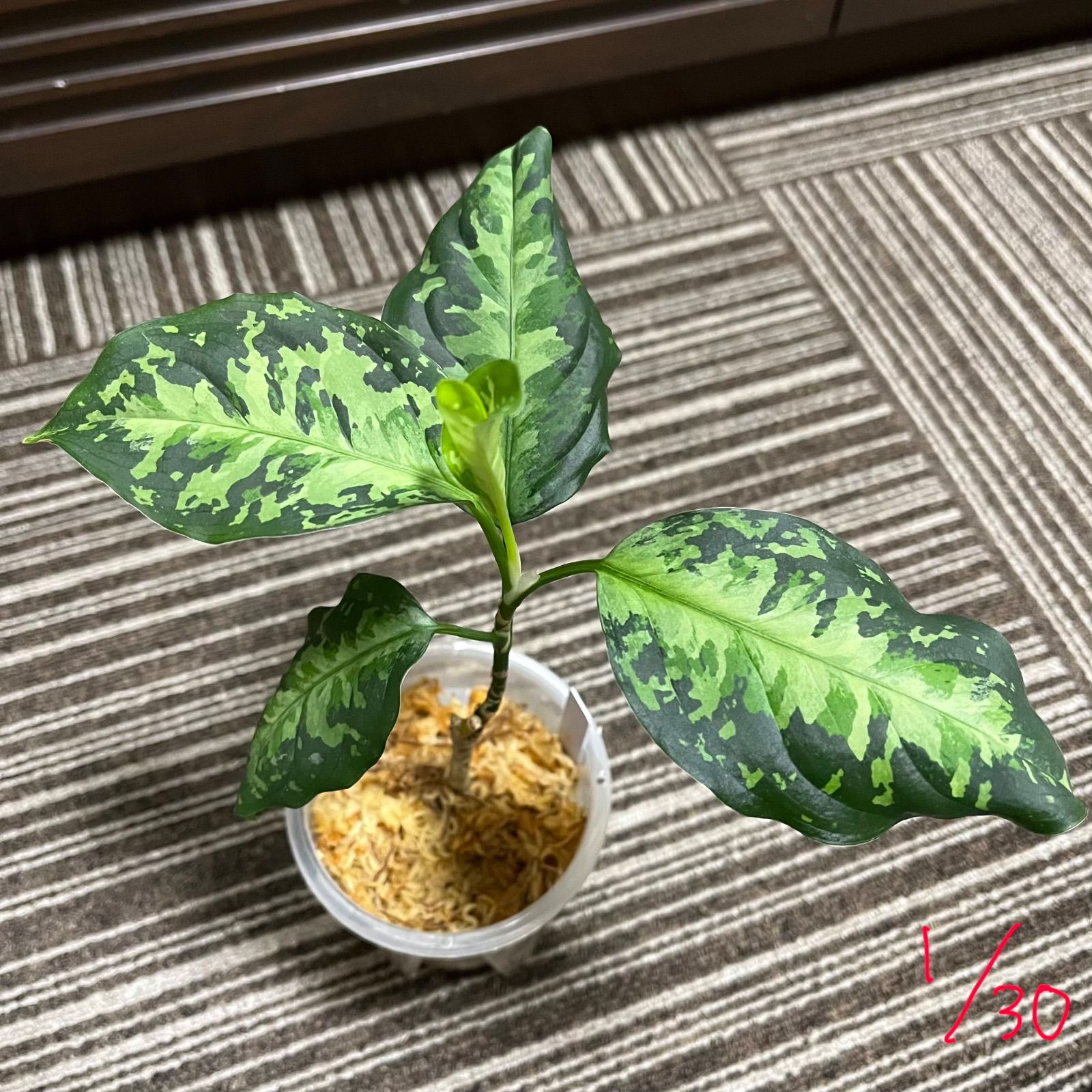 アグラオネマ ピクタム Aglaonema pictum 