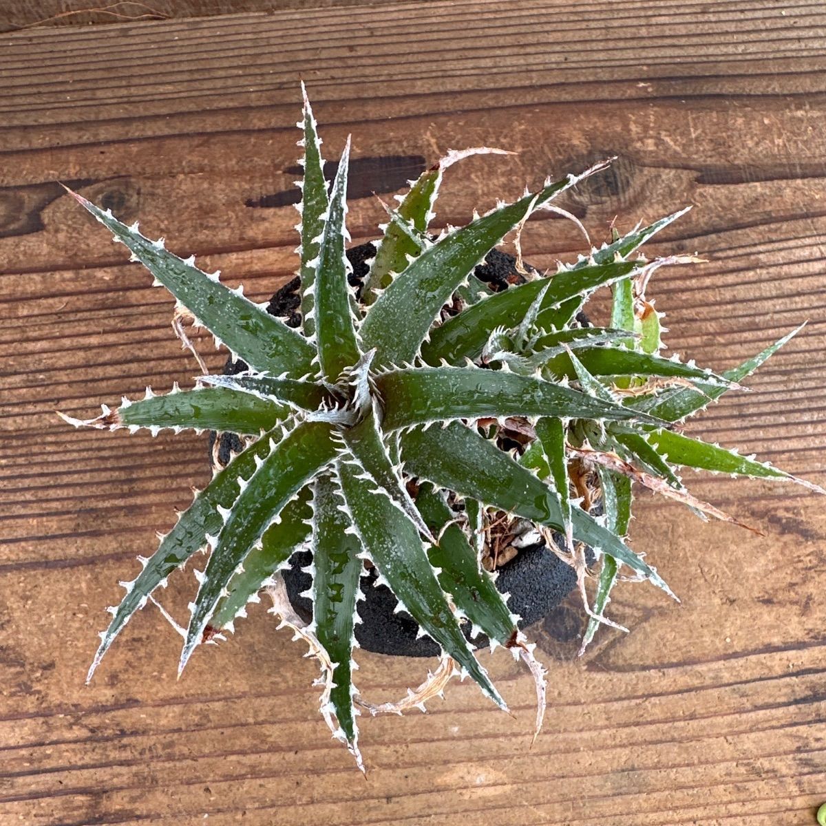 ディッキアハイブリッド ディッキア 希少 種 Dyckia ディッキア レア