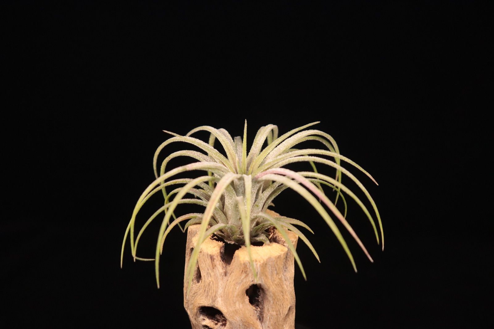 送料無料】ionantha 'Predator'〔エアプランツ〕現品発送T5514