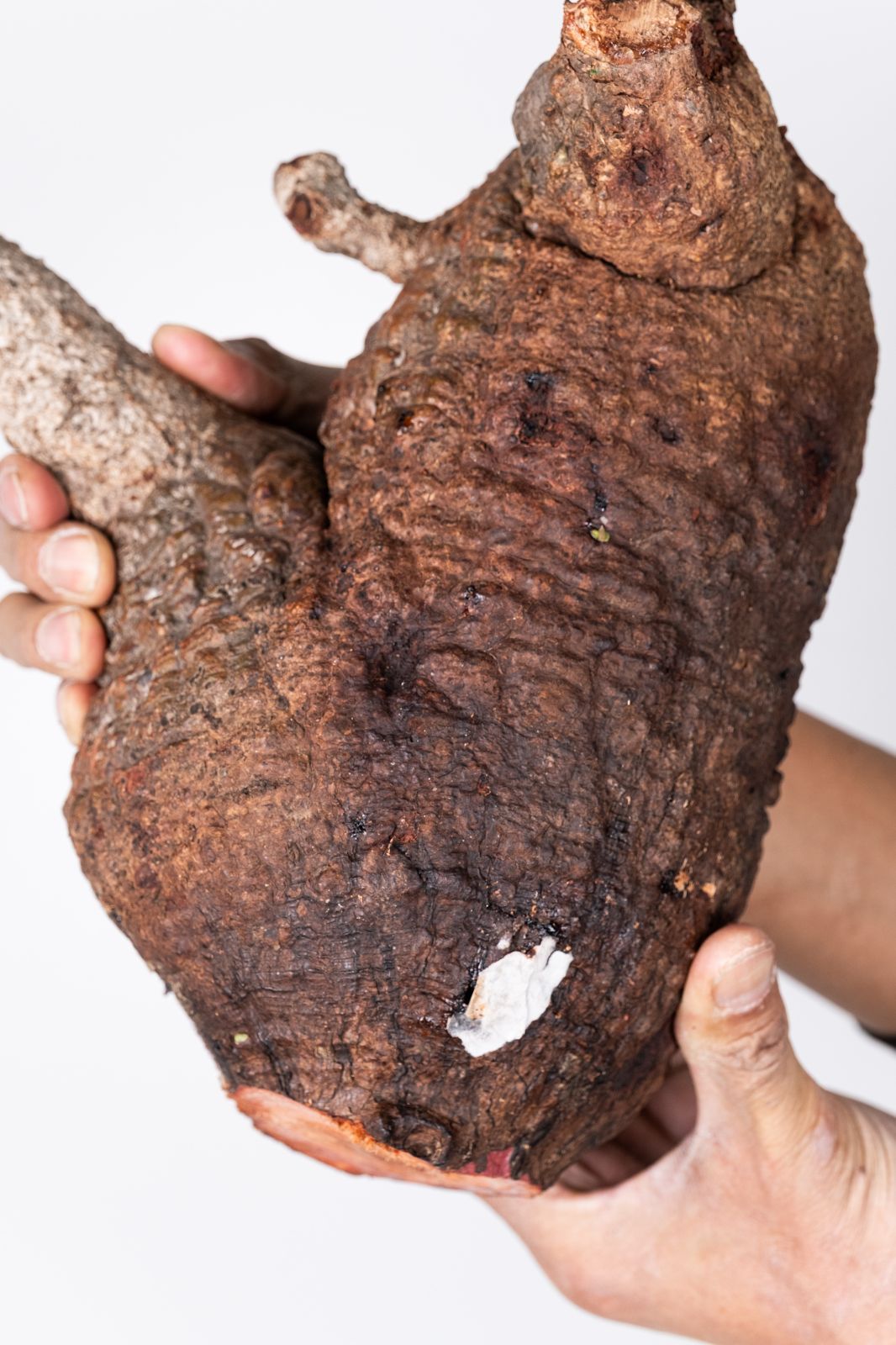 XP161 オペルクリカリア パキプス コーデックス ベアルート株 - メルカリ