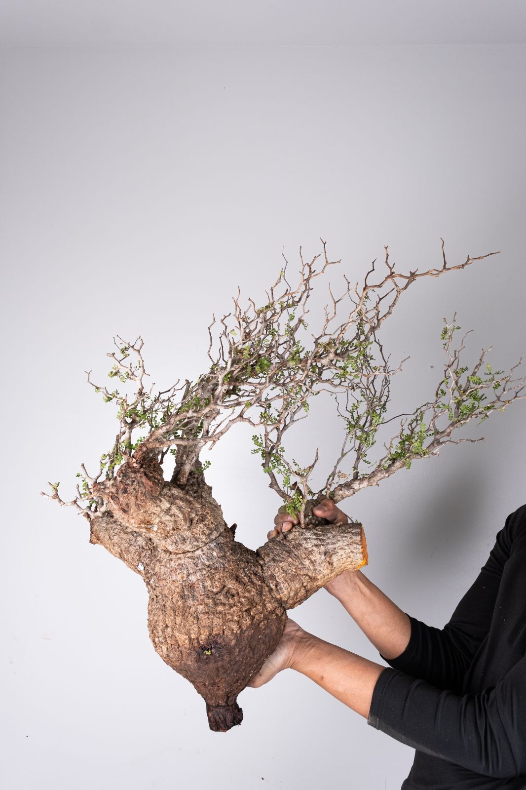 XP163 オペルクリカリア パキプス コーデックス ベアルート株 - メルカリ