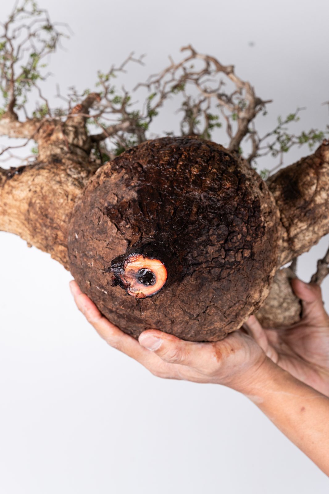 XP163 オペルクリカリア パキプス コーデックス ベアルート株 - メルカリ