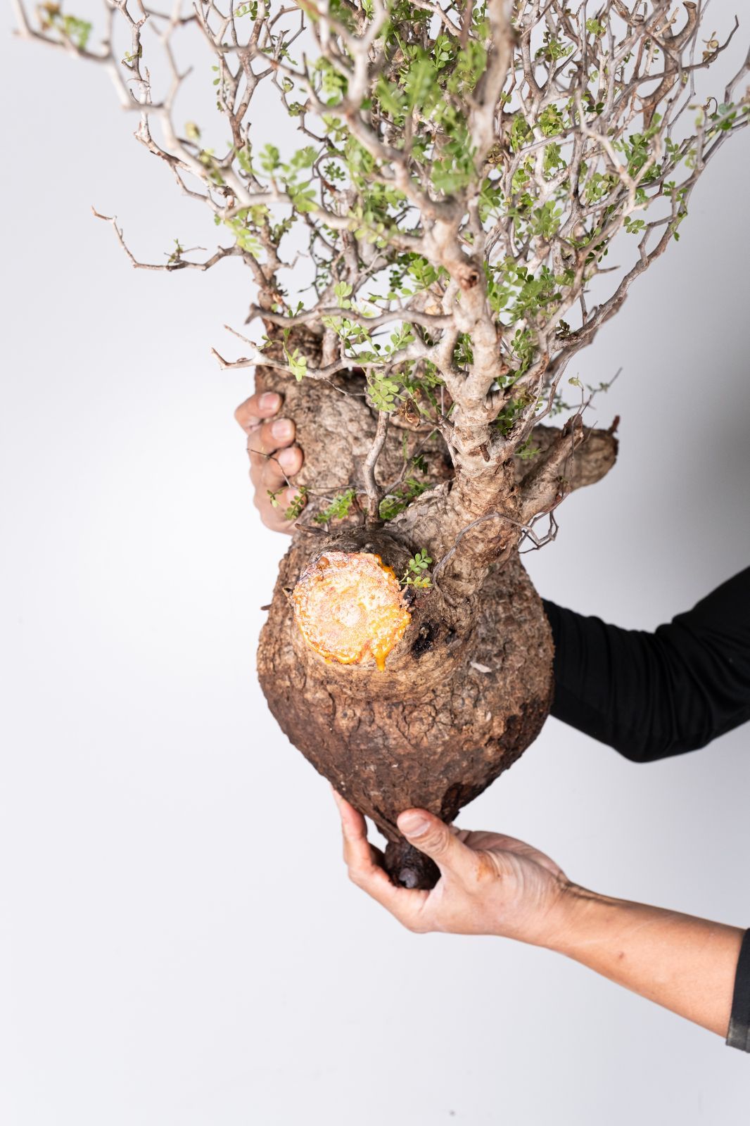 XP163 オペルクリカリア パキプス コーデックス ベアルート株 - メルカリ