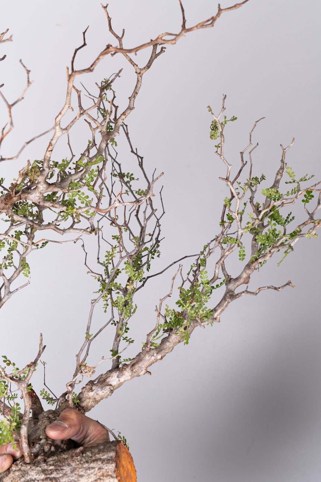 XP163 オペルクリカリア パキプス コーデックス ベアルート株 - メルカリ