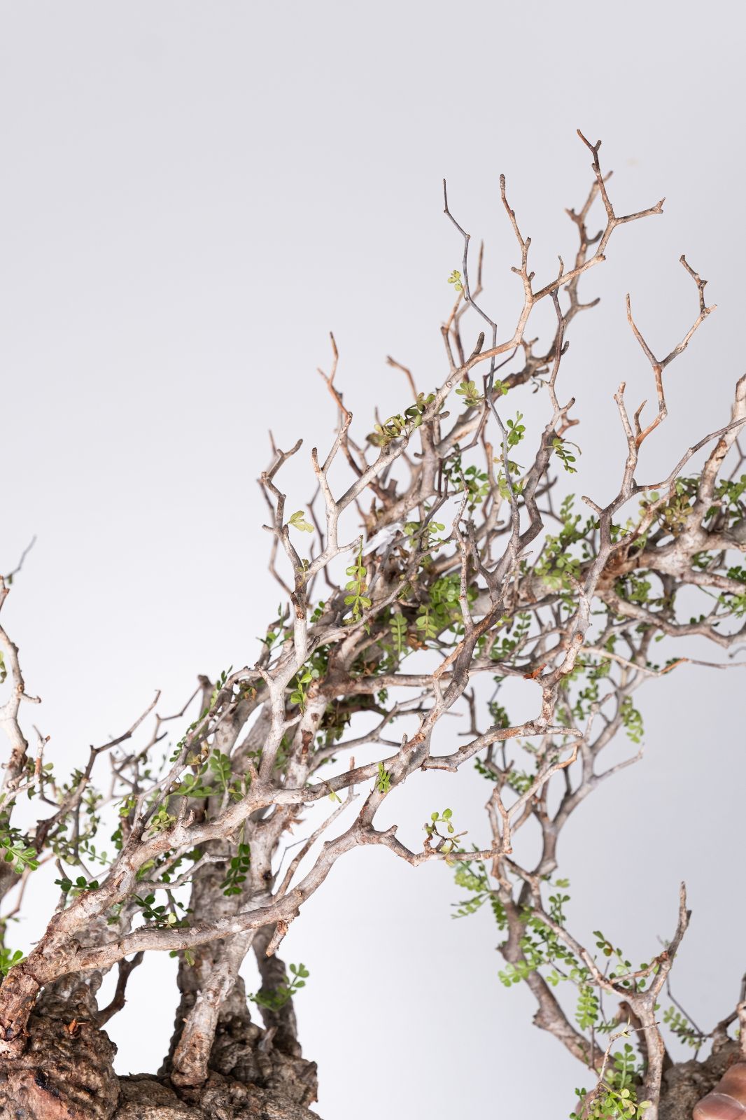 XP163 オペルクリカリア パキプス コーデックス ベアルート株 - メルカリ