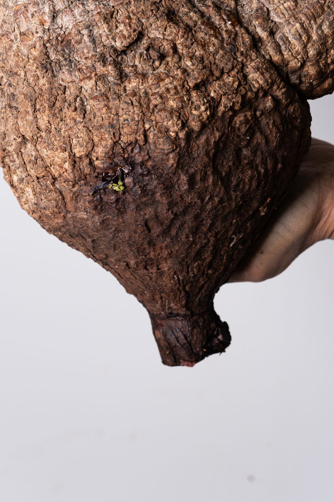 XP163 オペルクリカリア パキプス コーデックス ベアルート株 - メルカリ