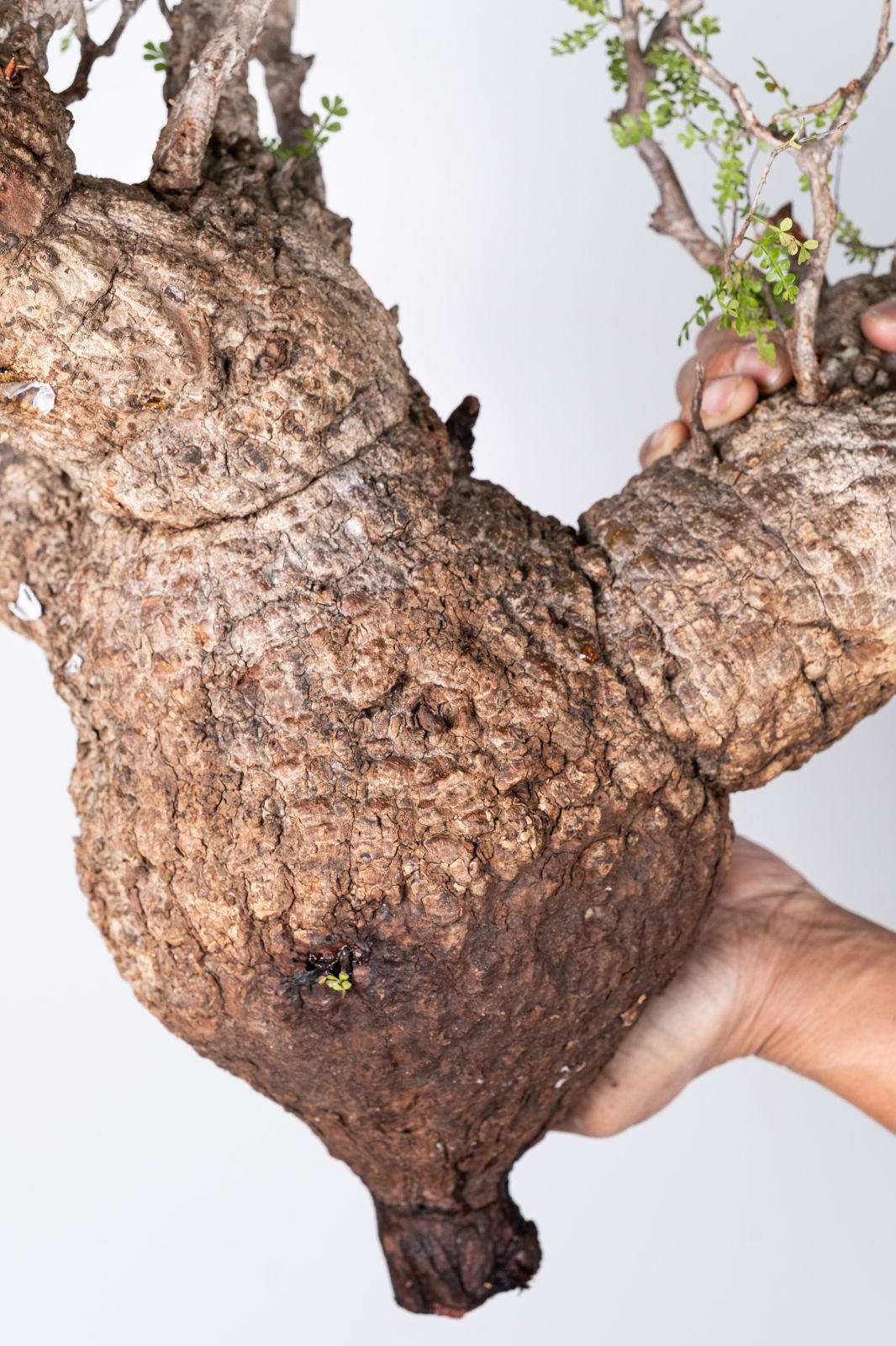 XP163 オペルクリカリア パキプス コーデックス ベアルート株 - メルカリ