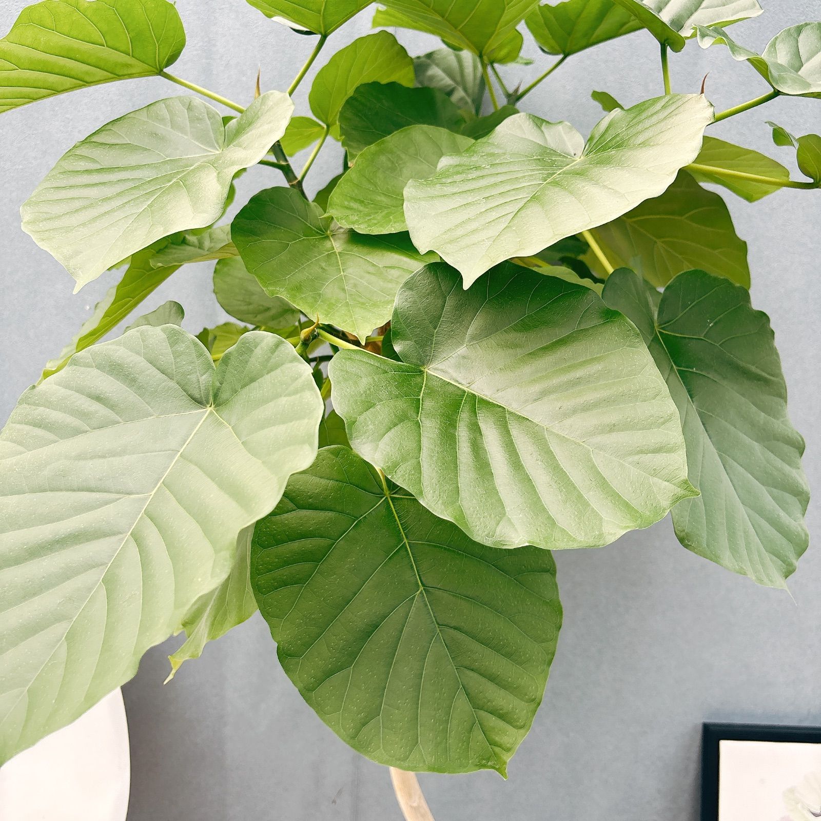 現品］17番 フィカス ウンベラータ 8号 観葉植物 室内 大型 ゴムの木