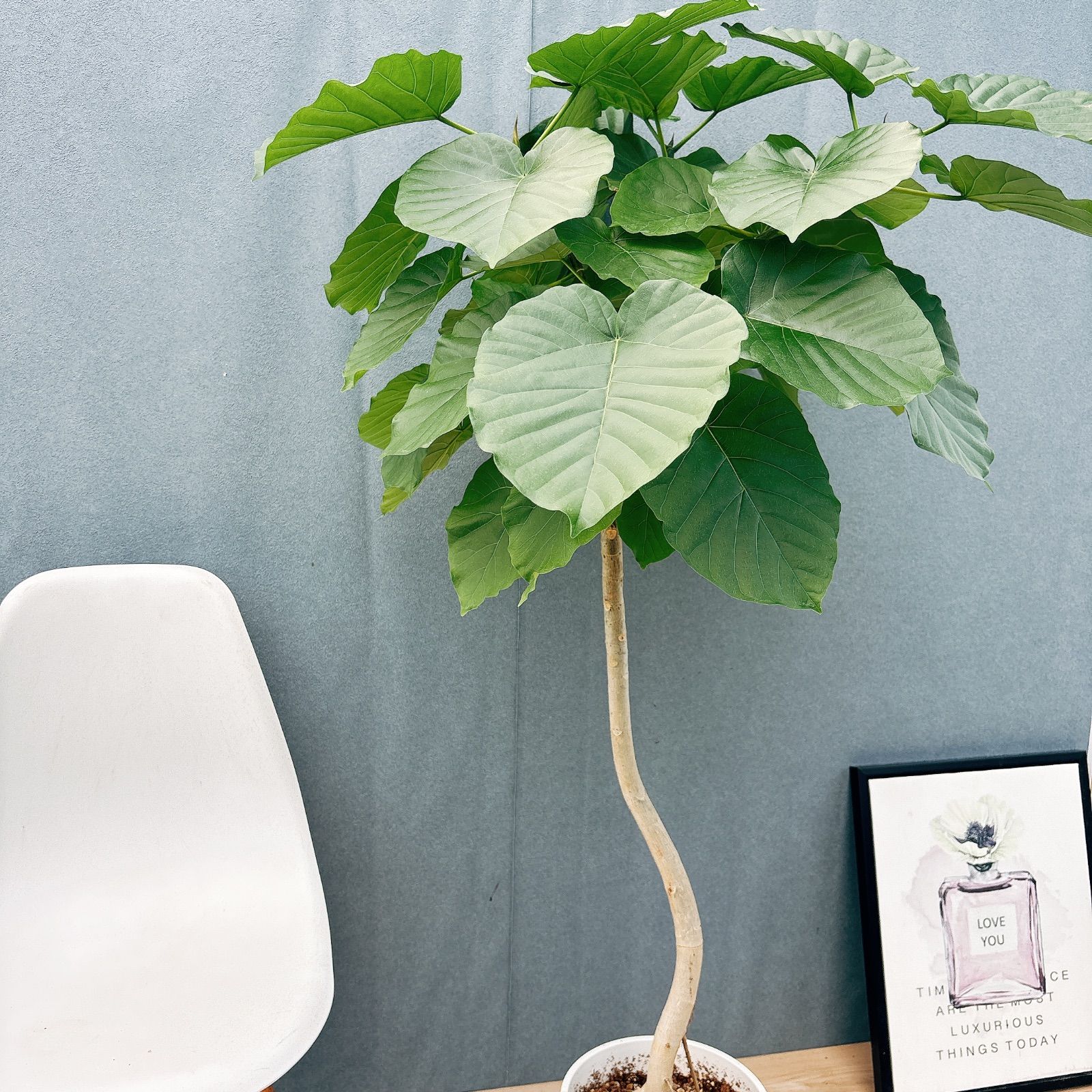 現品］17番 フィカス ウンベラータ 8号 観葉植物 室内 大型 ゴムの木