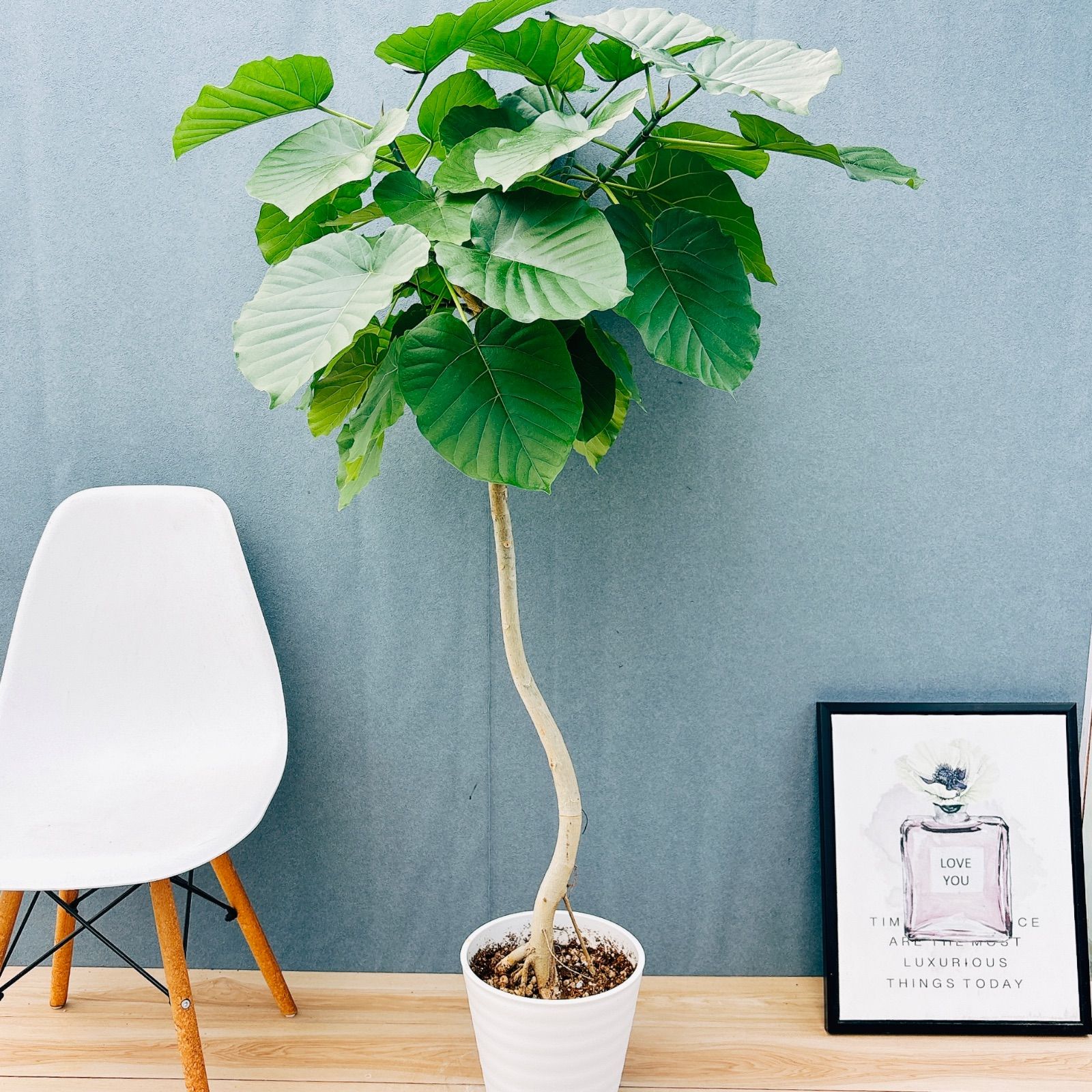 現品］17番 フィカス ウンベラータ 8号 観葉植物 室内 大型 ゴムの木