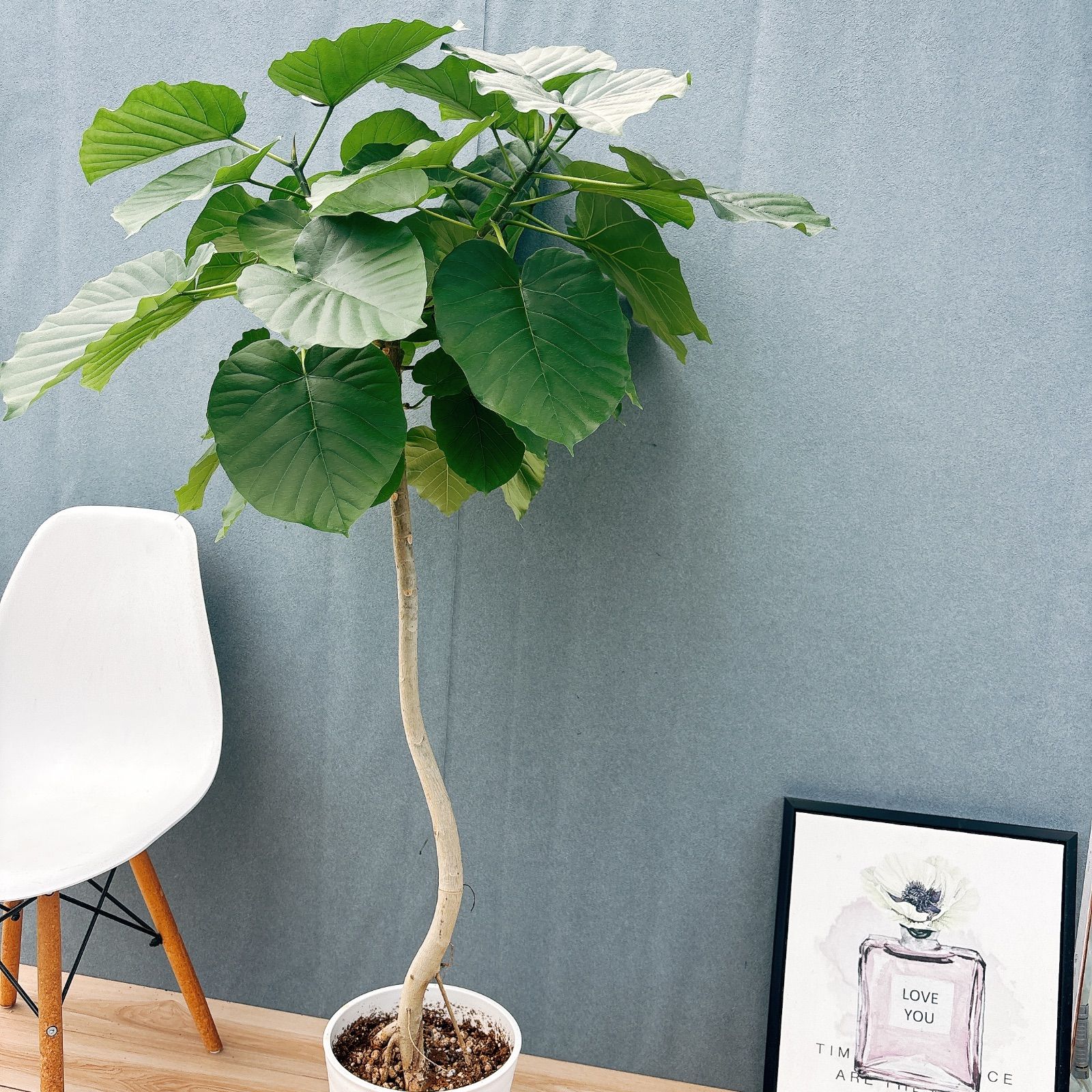 現品］17番 フィカス ウンベラータ 8号 観葉植物 室内 大型 ゴムの木