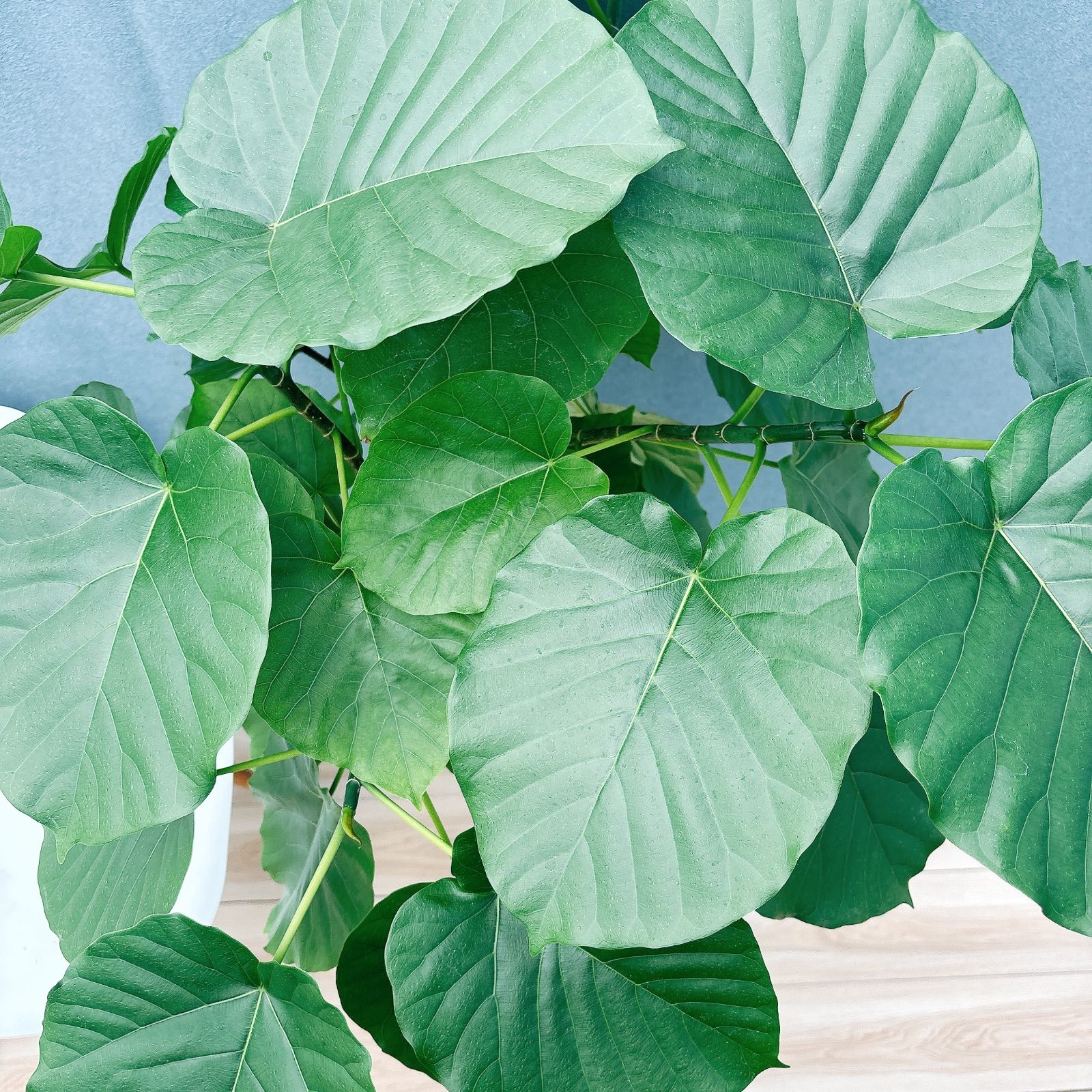 現品］17番 フィカス ウンベラータ 8号 観葉植物 室内 大型 ゴムの木