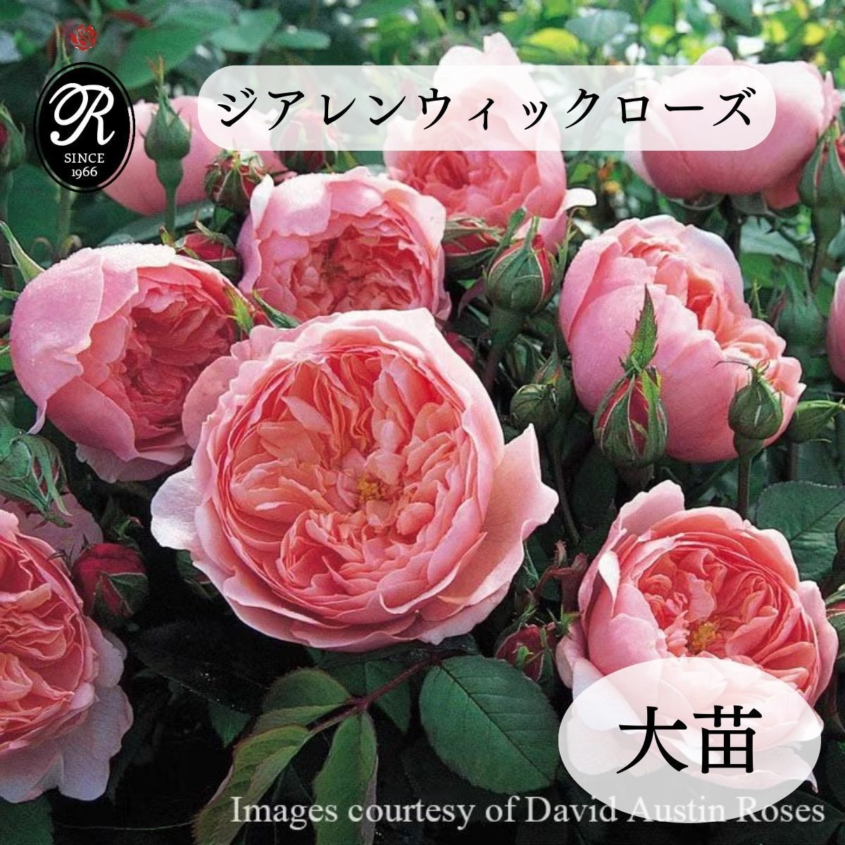 バラ苗 【ジアレンウィックローズ】 (大苗) シュラブ 半つる性