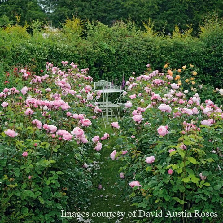 バラ苗 【ジアレンウィックローズ】 (大苗) シュラブ 半つる性