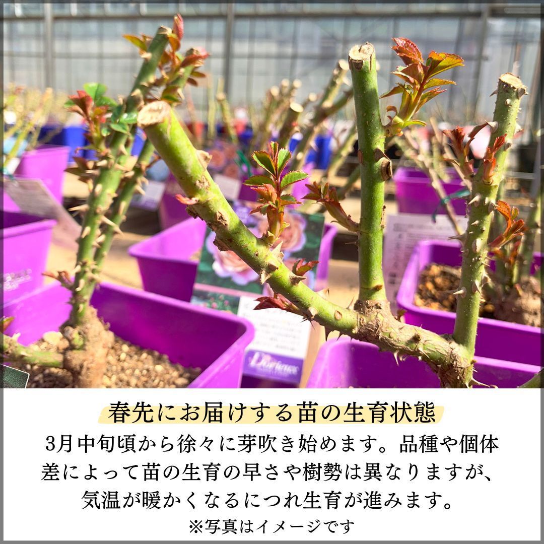 バラ苗 【ボスコベル】 (大苗) シュラブ 返り咲き 中輪 ピンク系