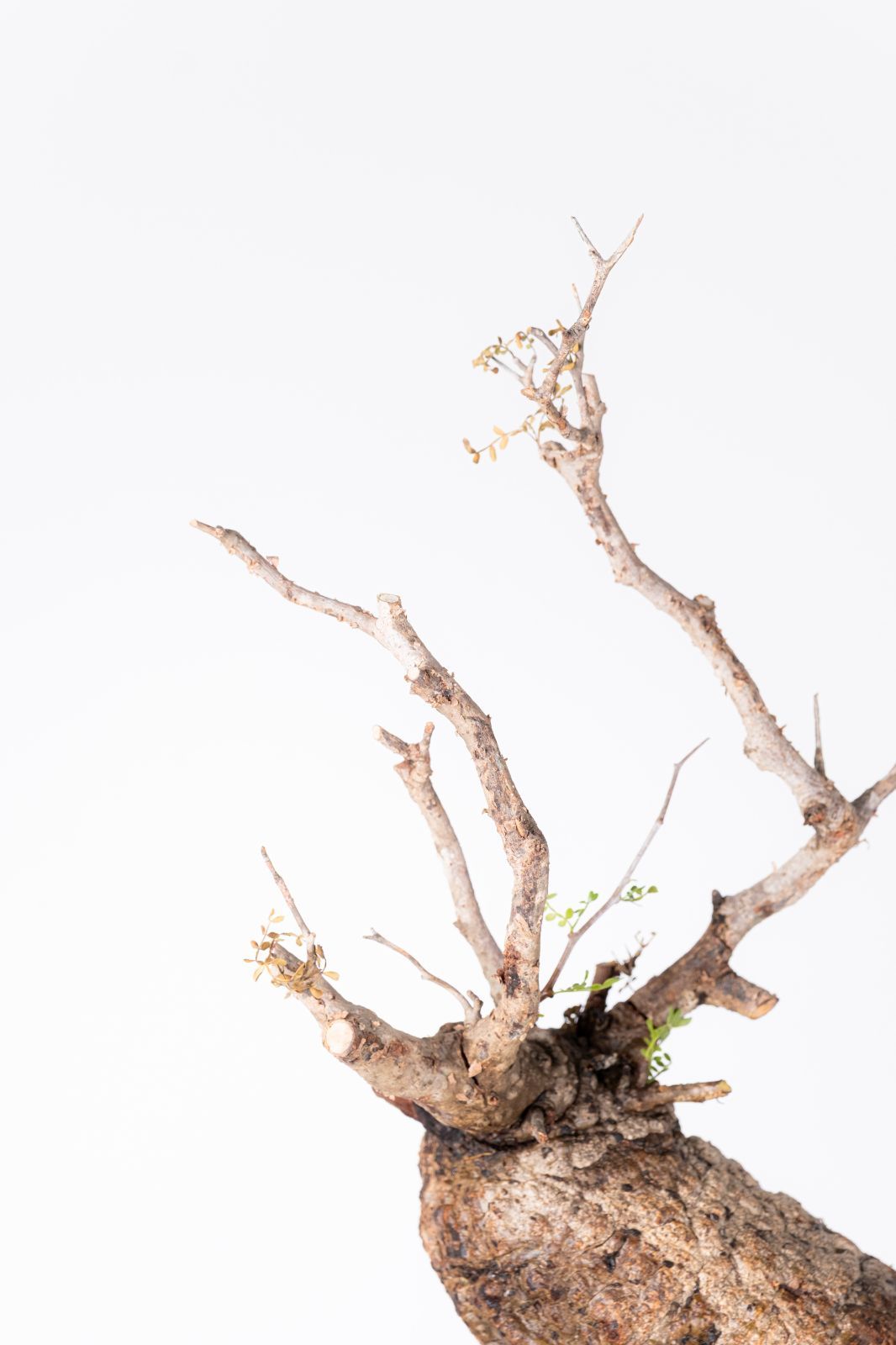 XP116 オペルクリカリア パキプス コーデックス ベアルート株 - メルカリ