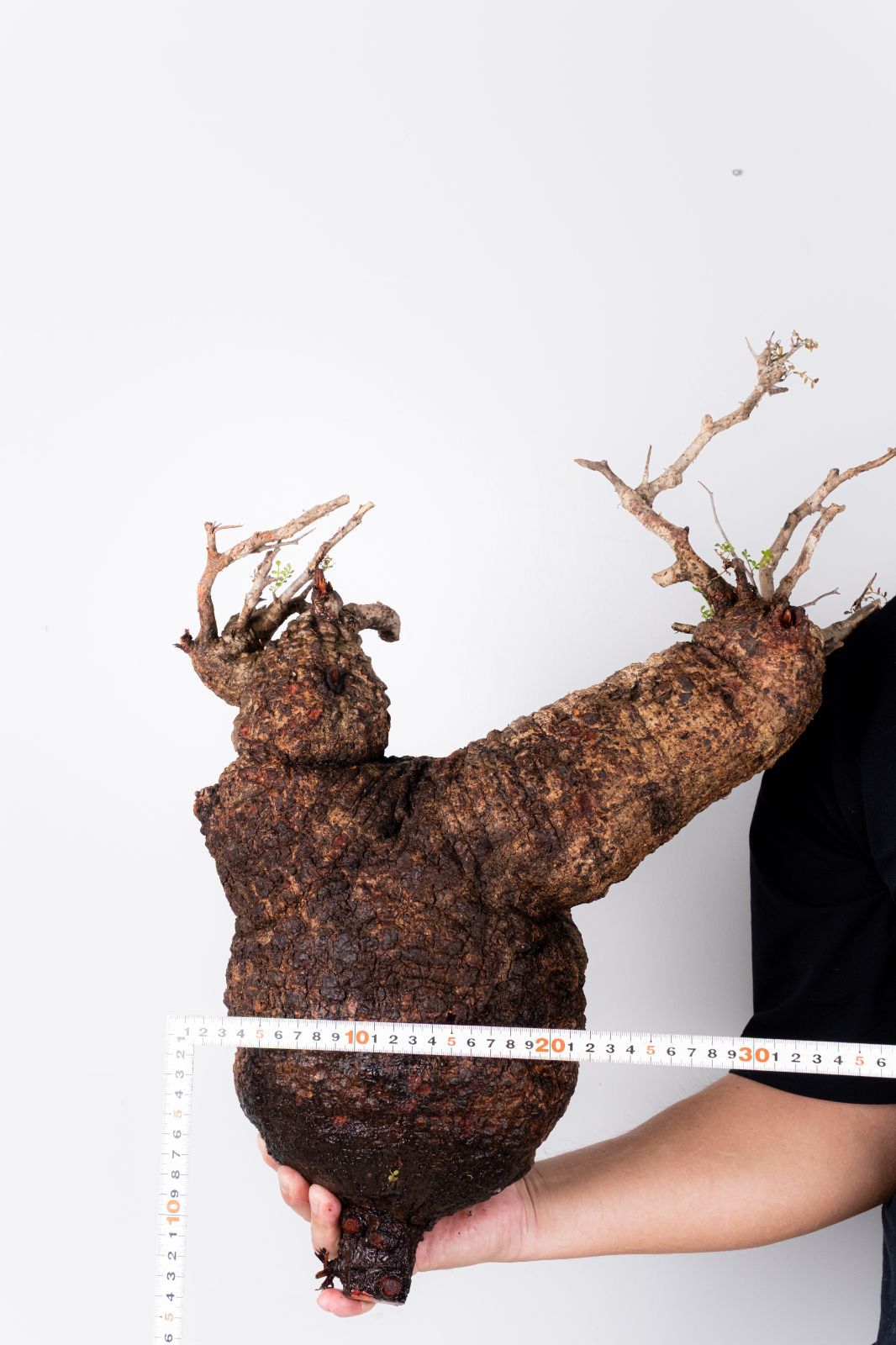 XP116 オペルクリカリア パキプス コーデックス ベアルート株 - メルカリ