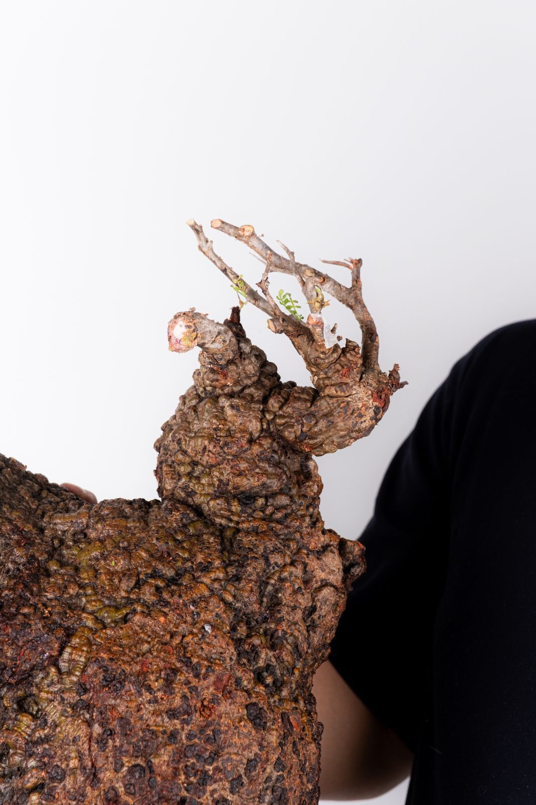 XP116 オペルクリカリア パキプス コーデックス ベアルート株 - メルカリ