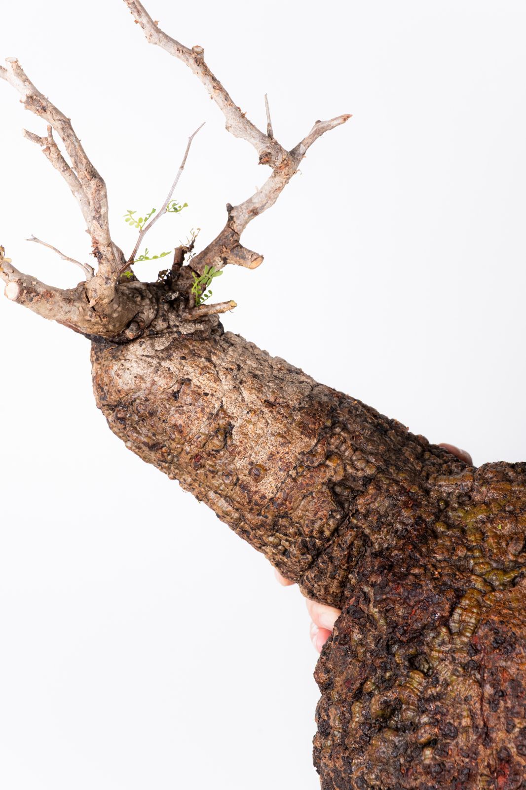 XP116 オペルクリカリア パキプス コーデックス ベアルート株 - メルカリ